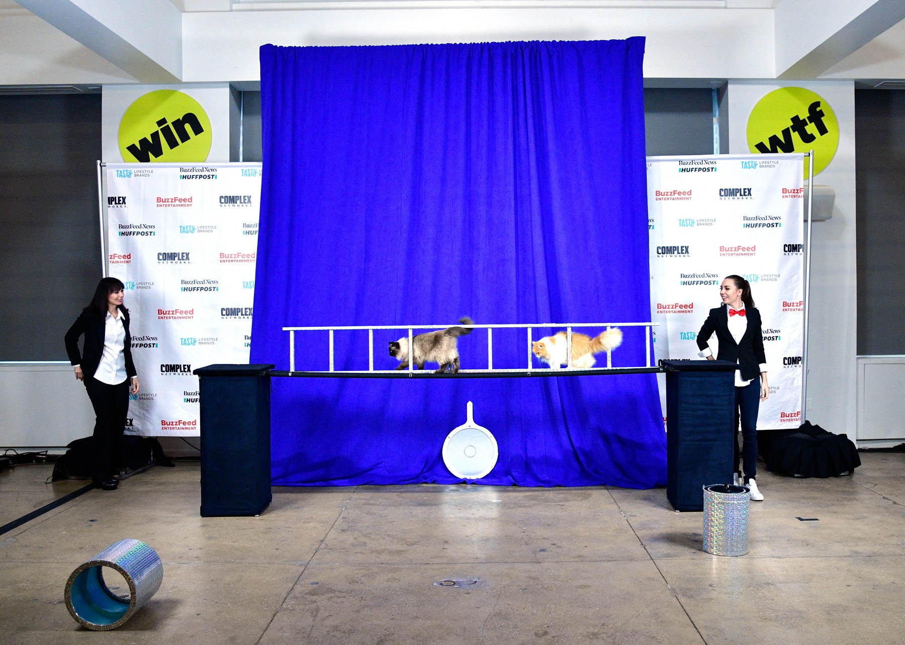 Savitsky mačke, mačke, triki