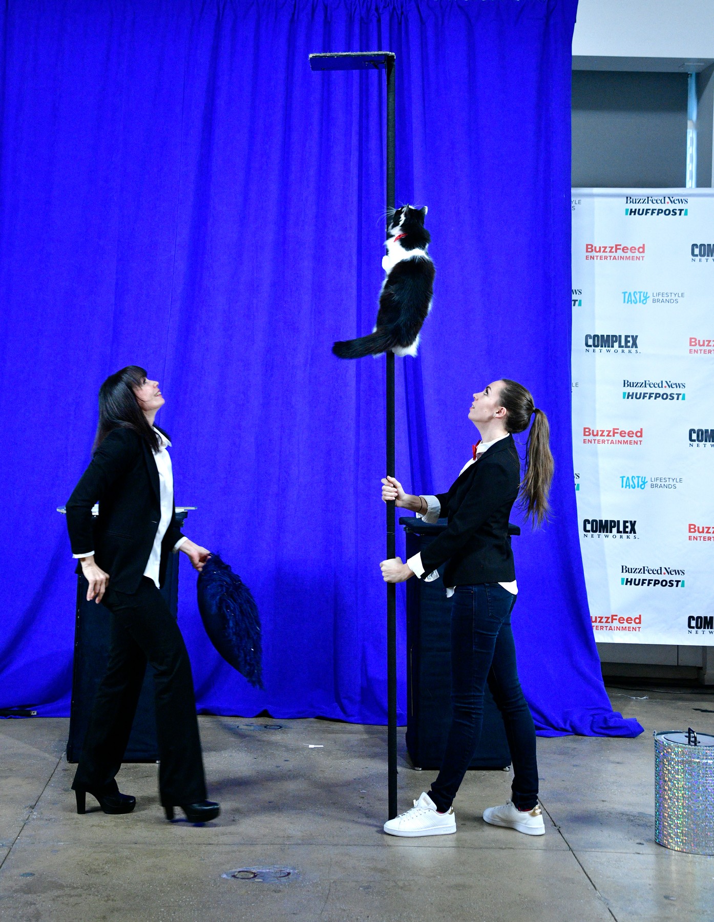 Savitsky mačke, mačke, triki