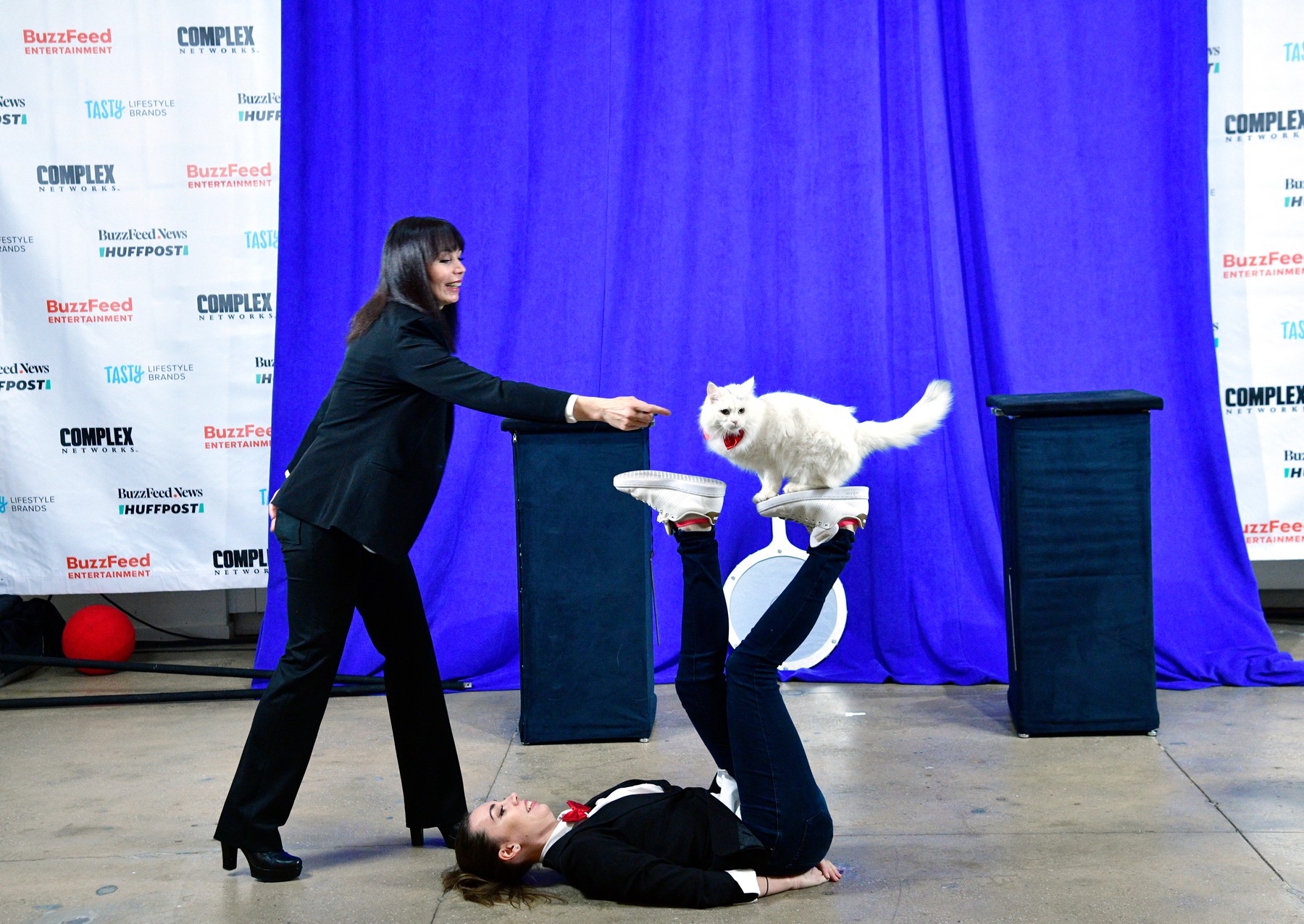 Savitsky mačke, mačke, triki