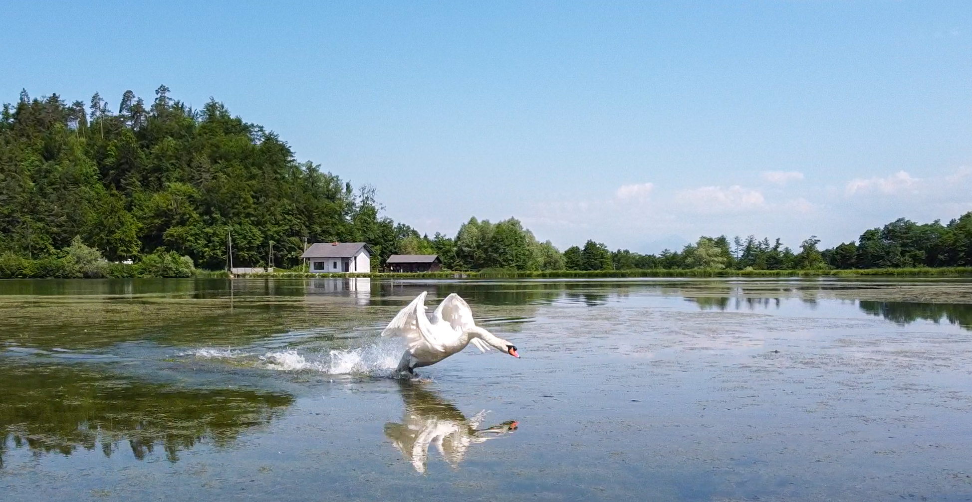 Denis Sadiković, N1