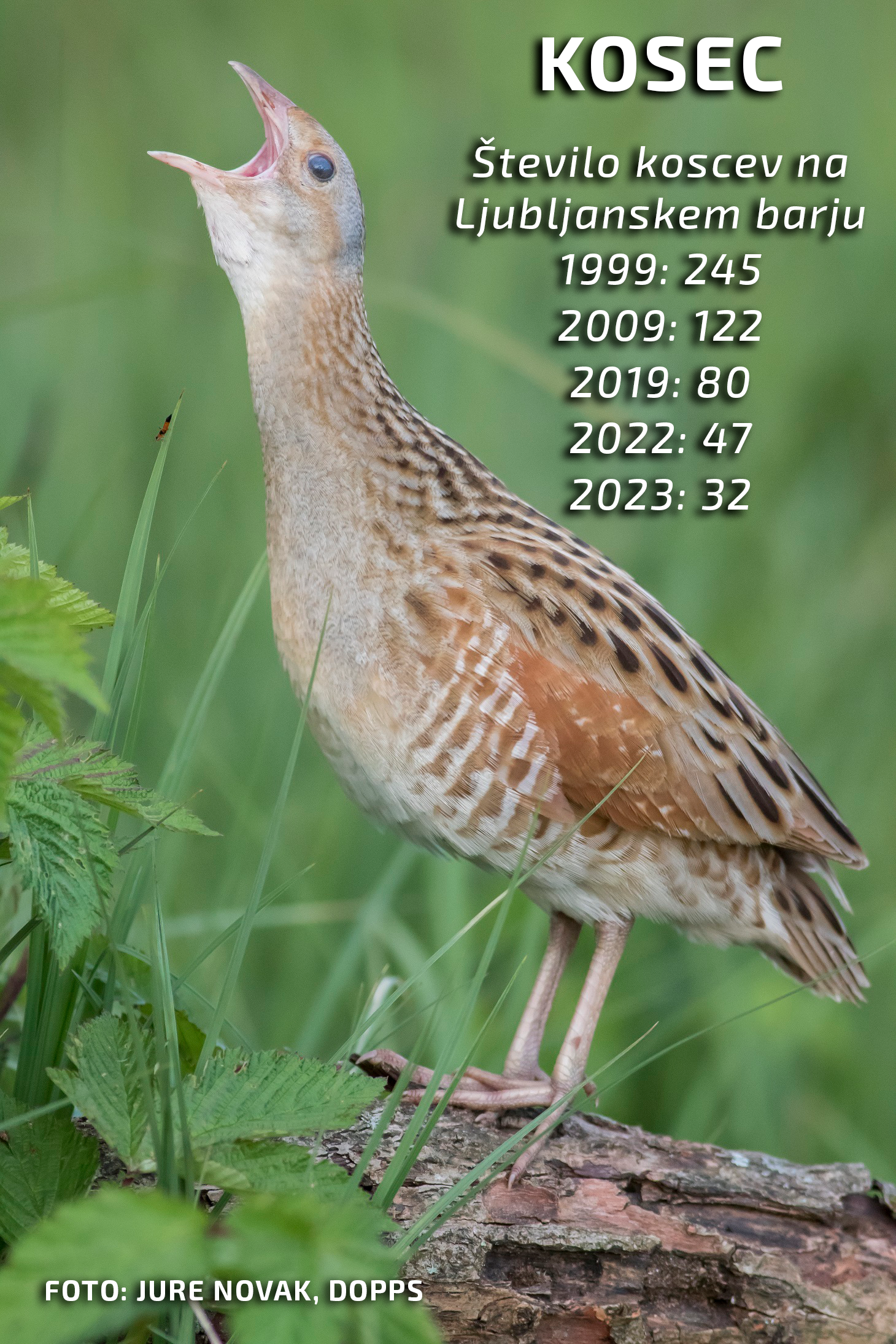 kosec_foto-Jure Novak