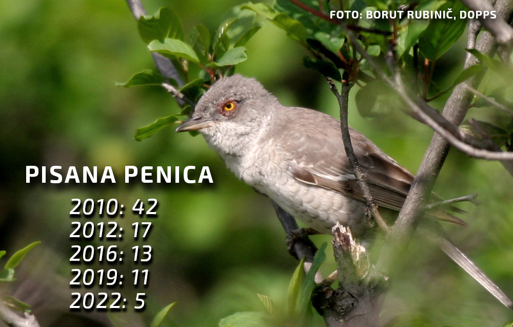 pisana_penica_borut_rubinic.resized