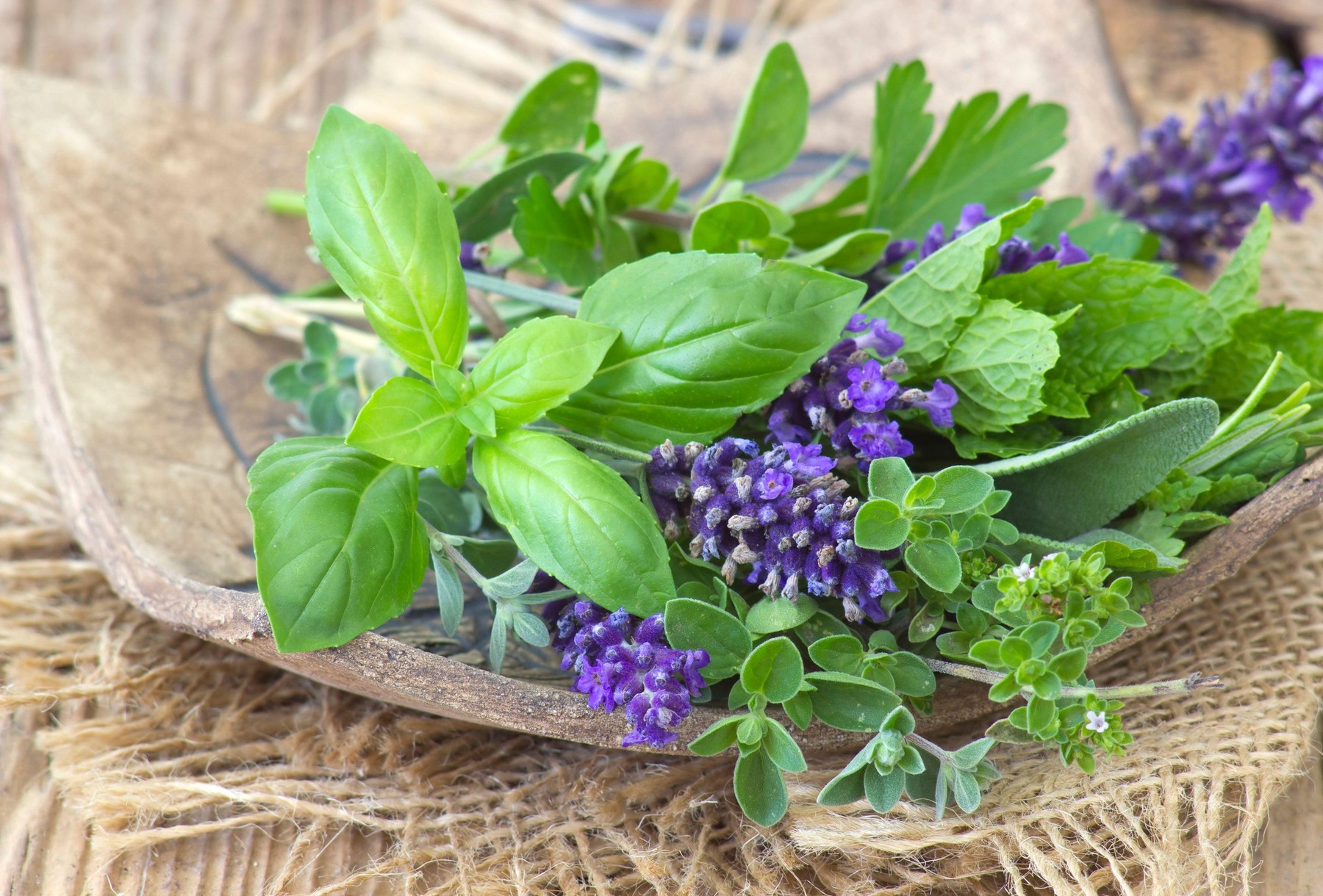 sivka, bazilika, dišavnice