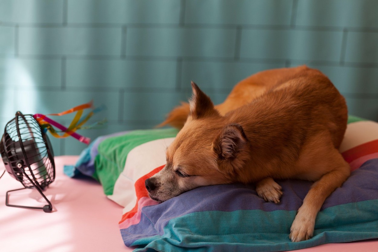 pes, poletje, vročina, ventilator