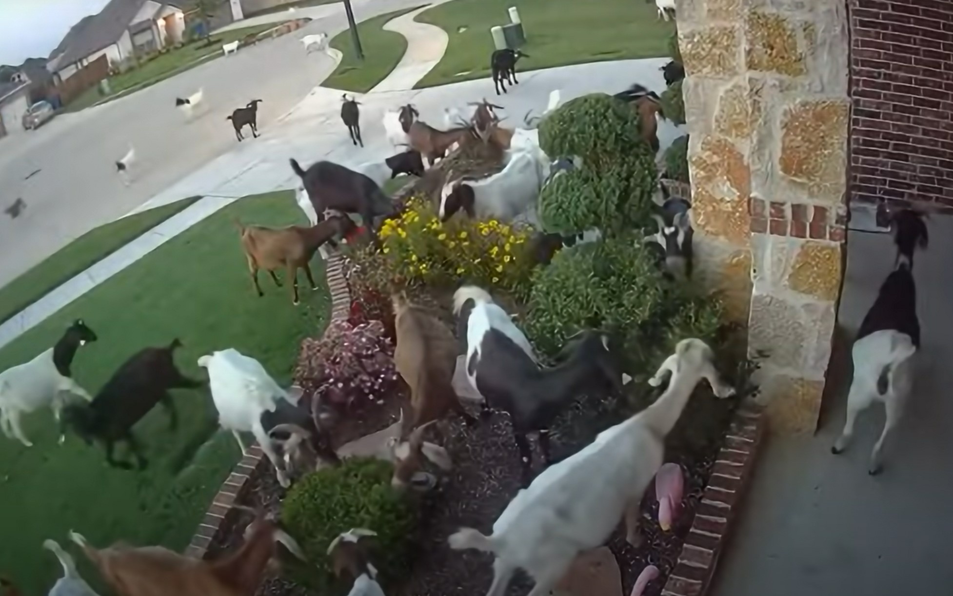 koze, McKinney, Teksas, ZDA