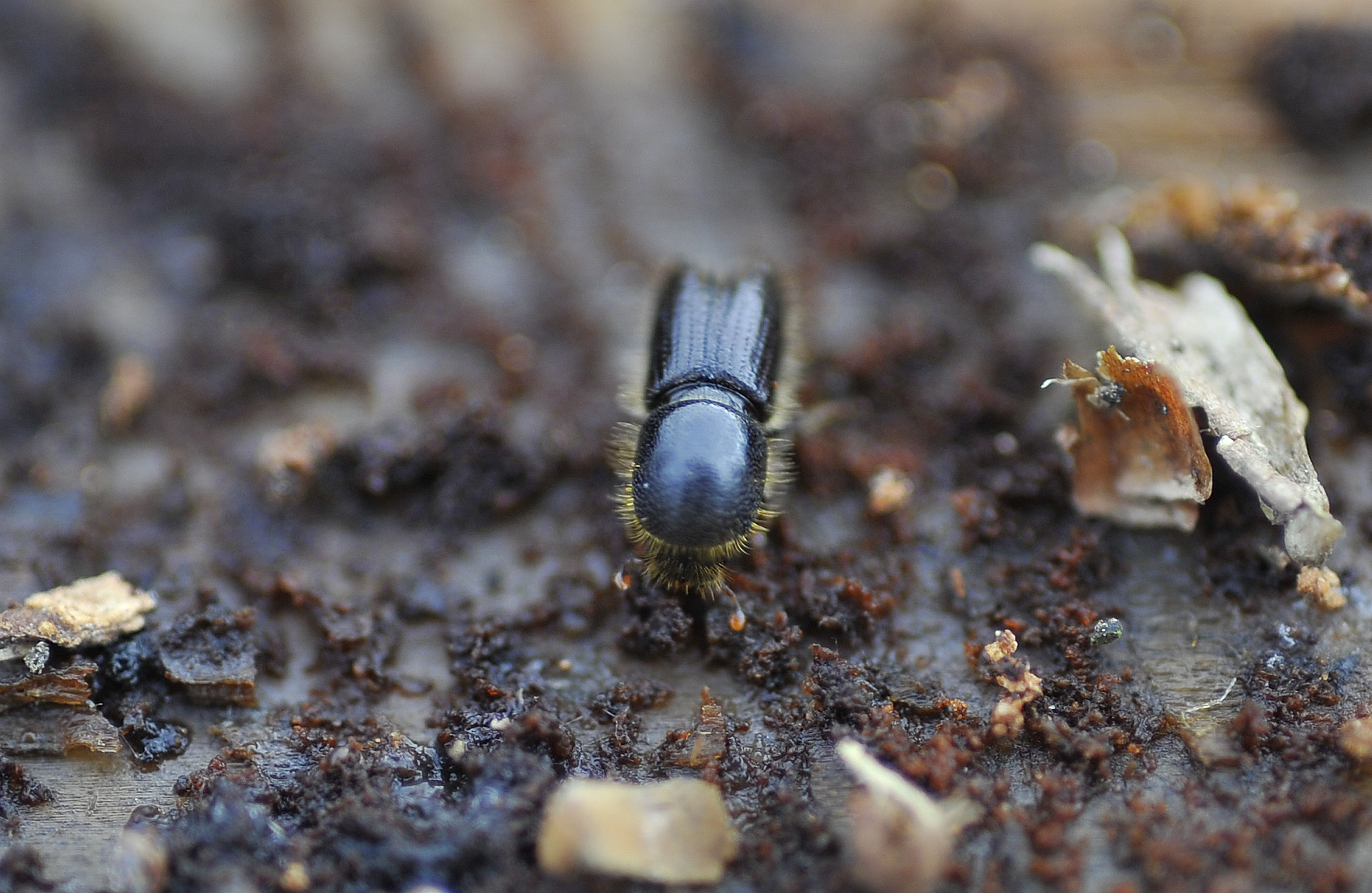 LUBADAR NARAVA ZUZELKA DREVESNI ZAJEDALEC
