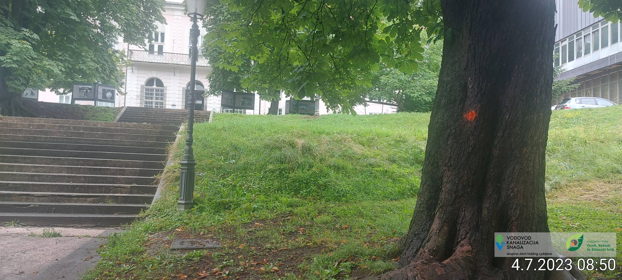 park tivoli, drevesa