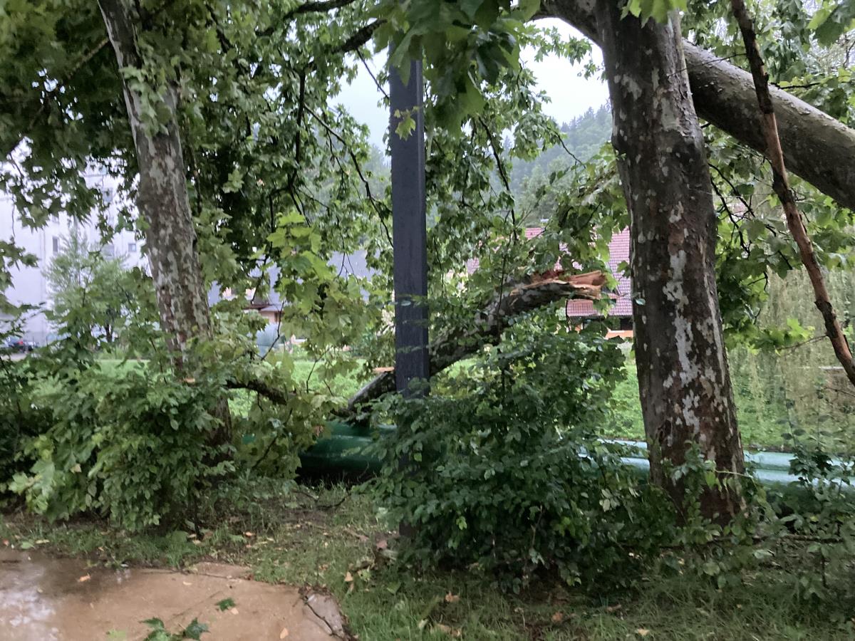 neurje, Šoštanj, podrto drevje