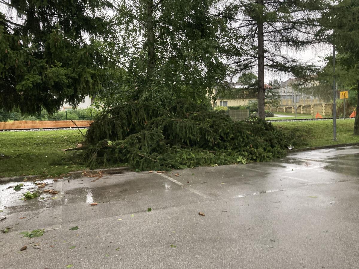 neurje, Šoštanj, podrto drevje