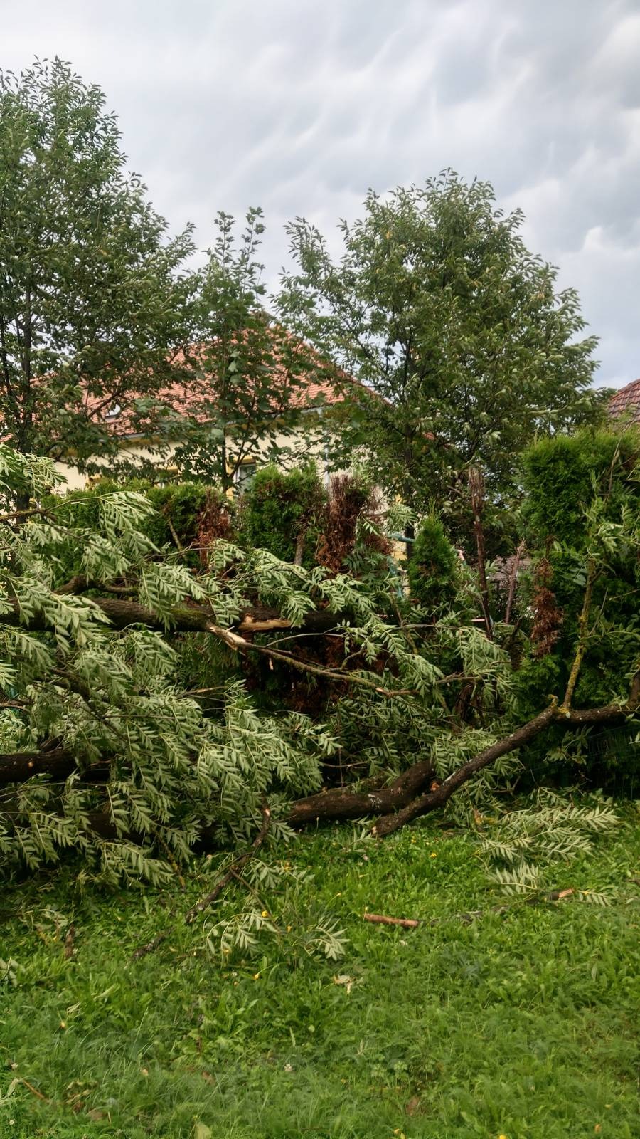 V Kamniku je veter podrl številna drevesa. (Foto: Bralec)