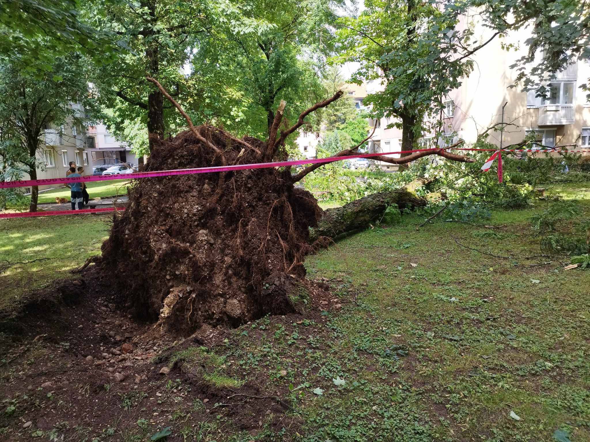 V Šiški na Jami je veter podrl drevo. (Foto: Bralec)