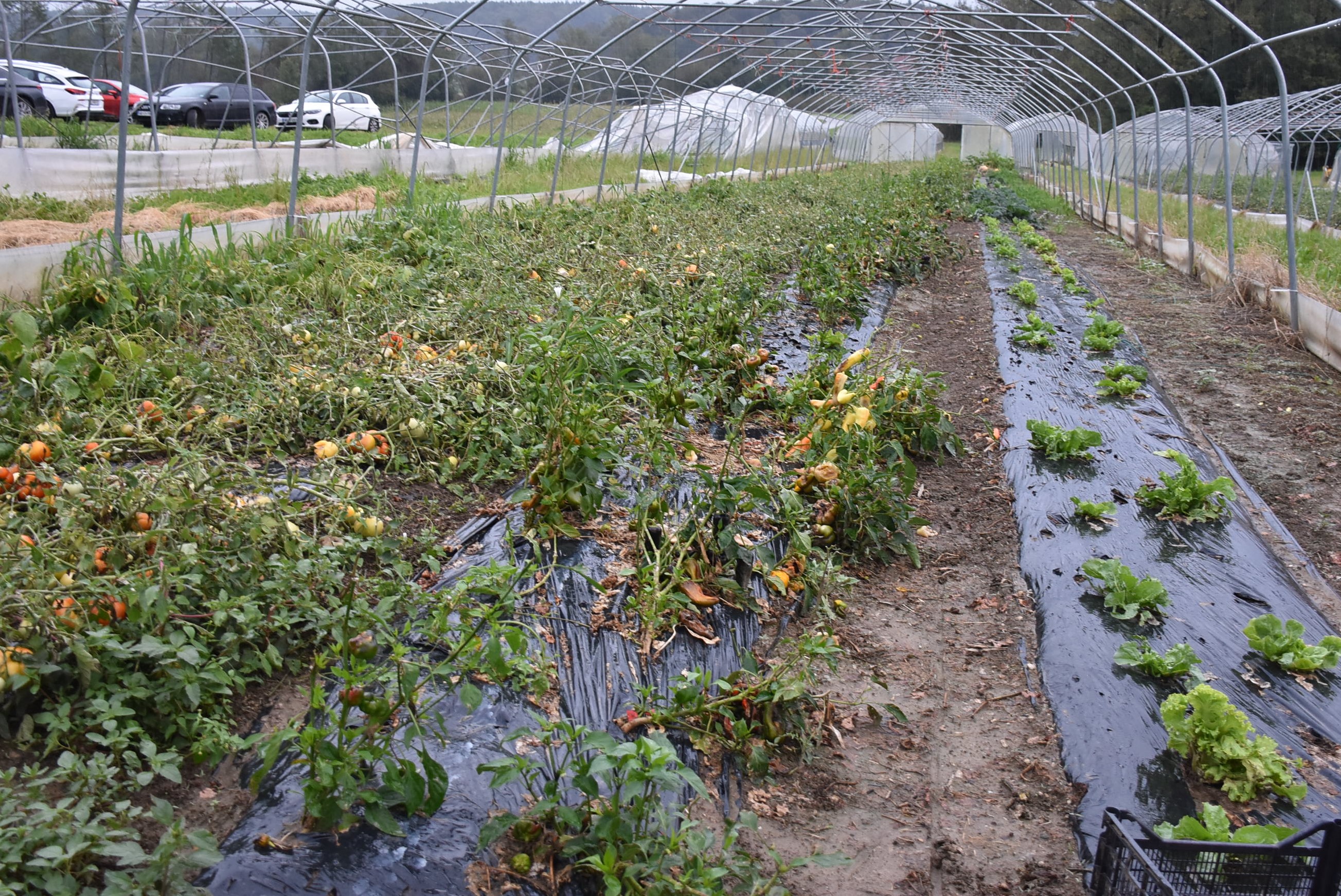 Ministrstvo za kmetijstvo, gozdarstvo in prehrano. 