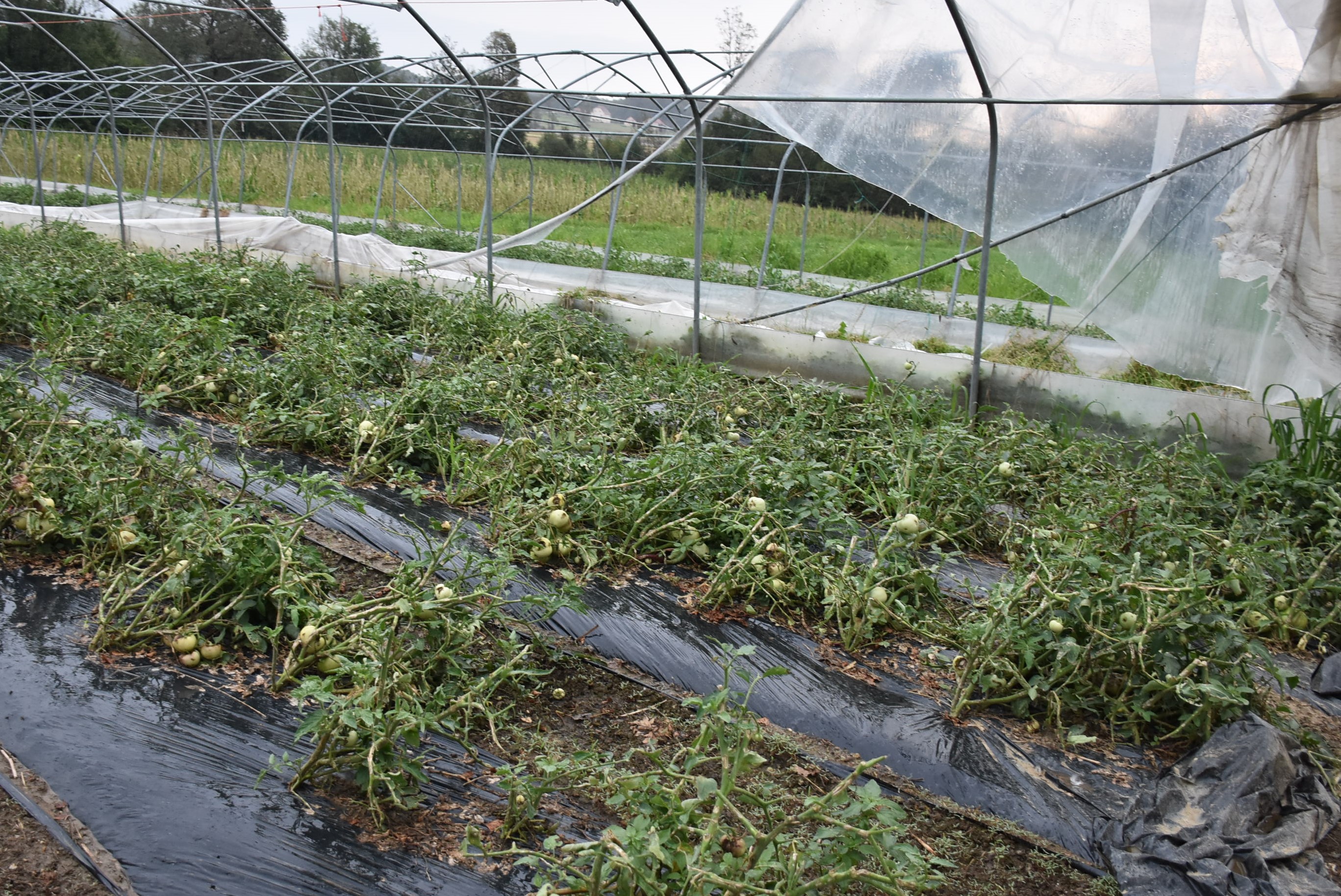 Ministrstvo za kmetijstvo, gozdarstvo in prehrano.