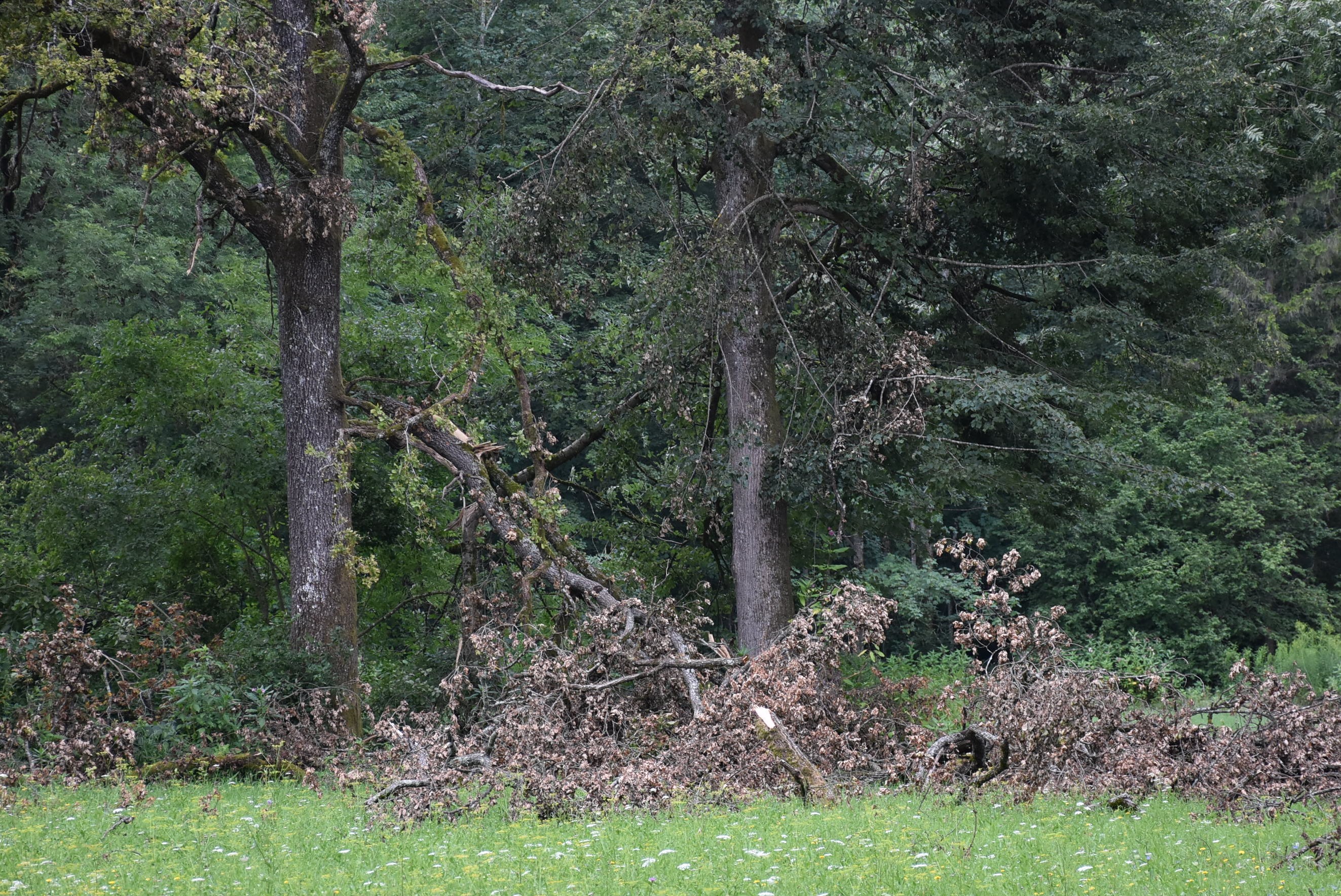 Ministrstvo za kmetijstvo, gozdarstvo in prehrano. 
