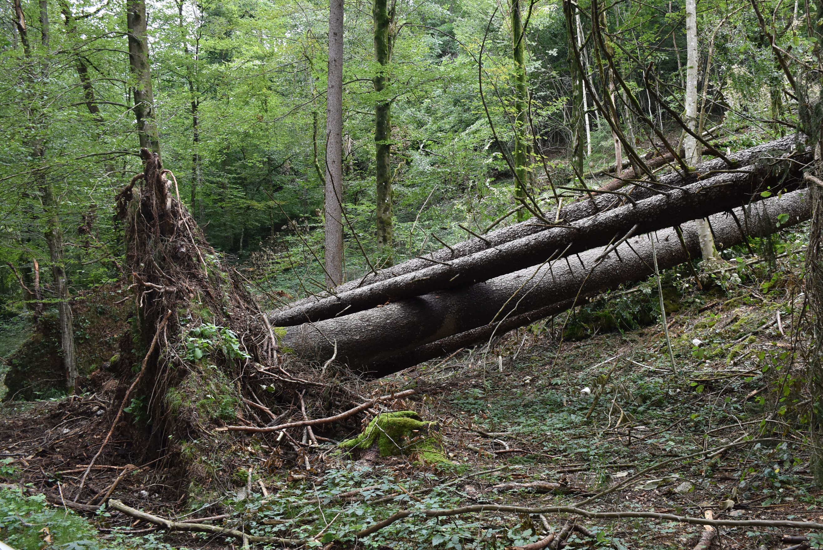 Ministrstvo za kmetijstvo, gozdarstvo in prehrano.