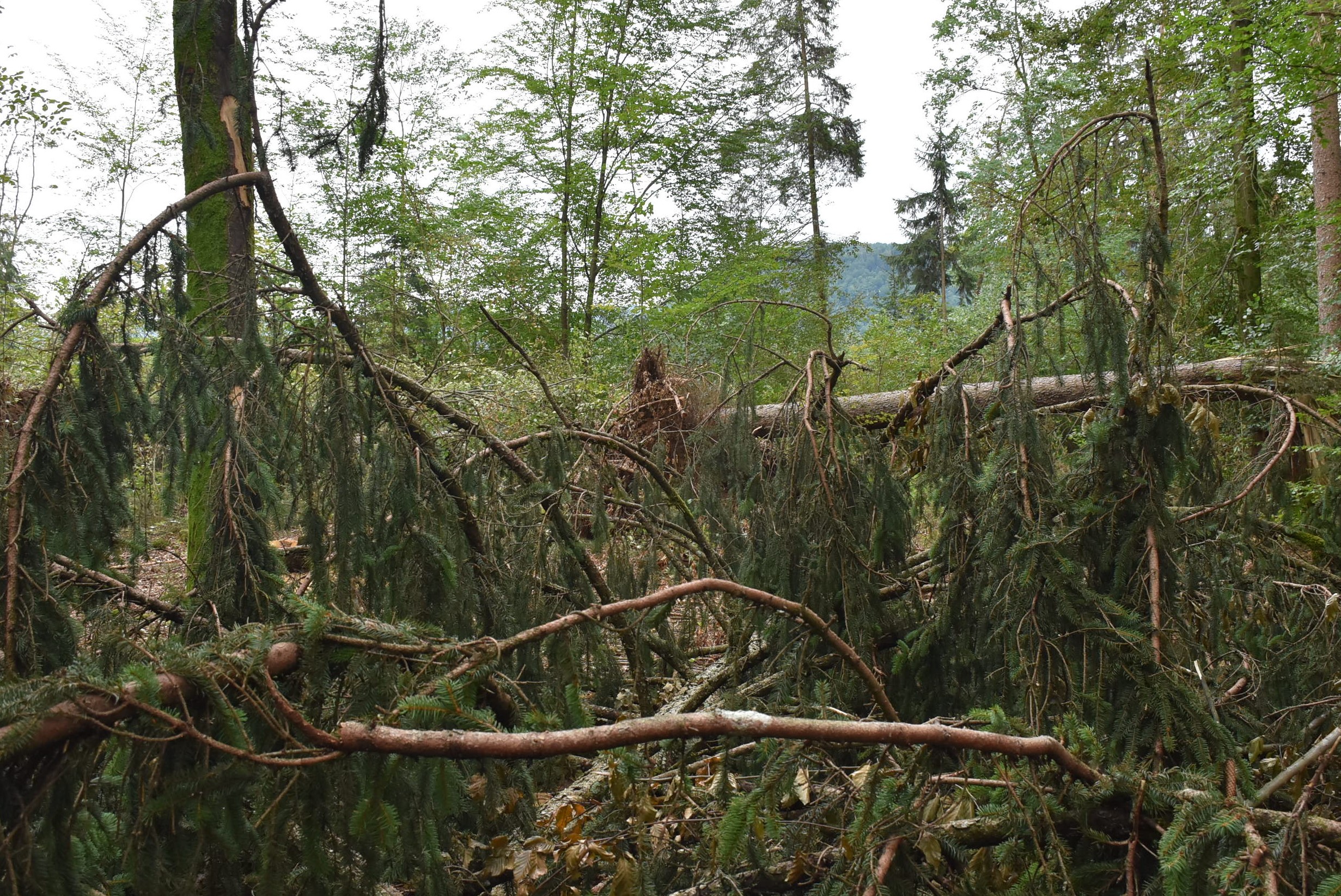 Ministrstvo za kmetijstvo, gozdarstvo in prehrano.