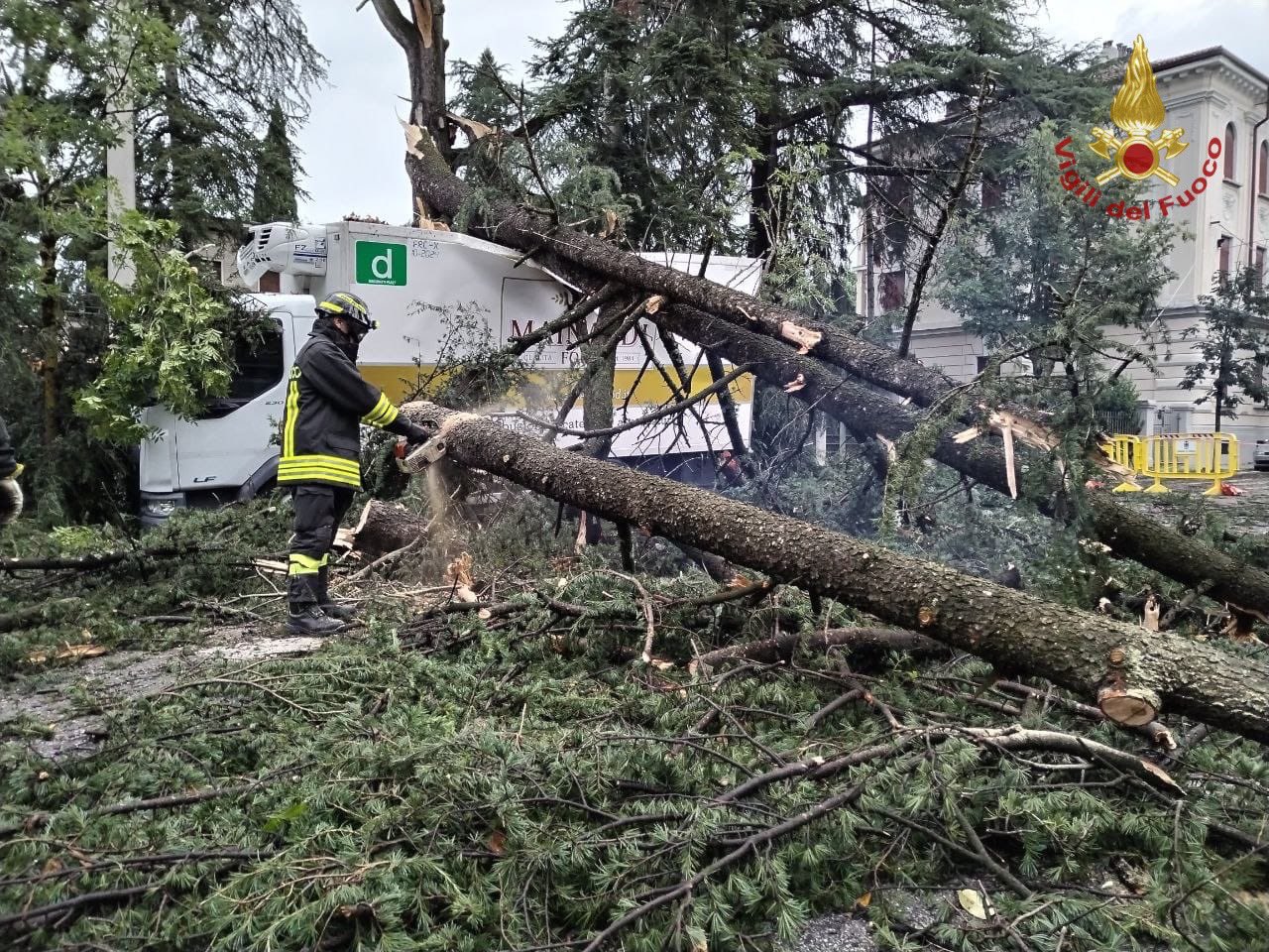 italija, podrto drevo, nevihta, neurje, vetrolom