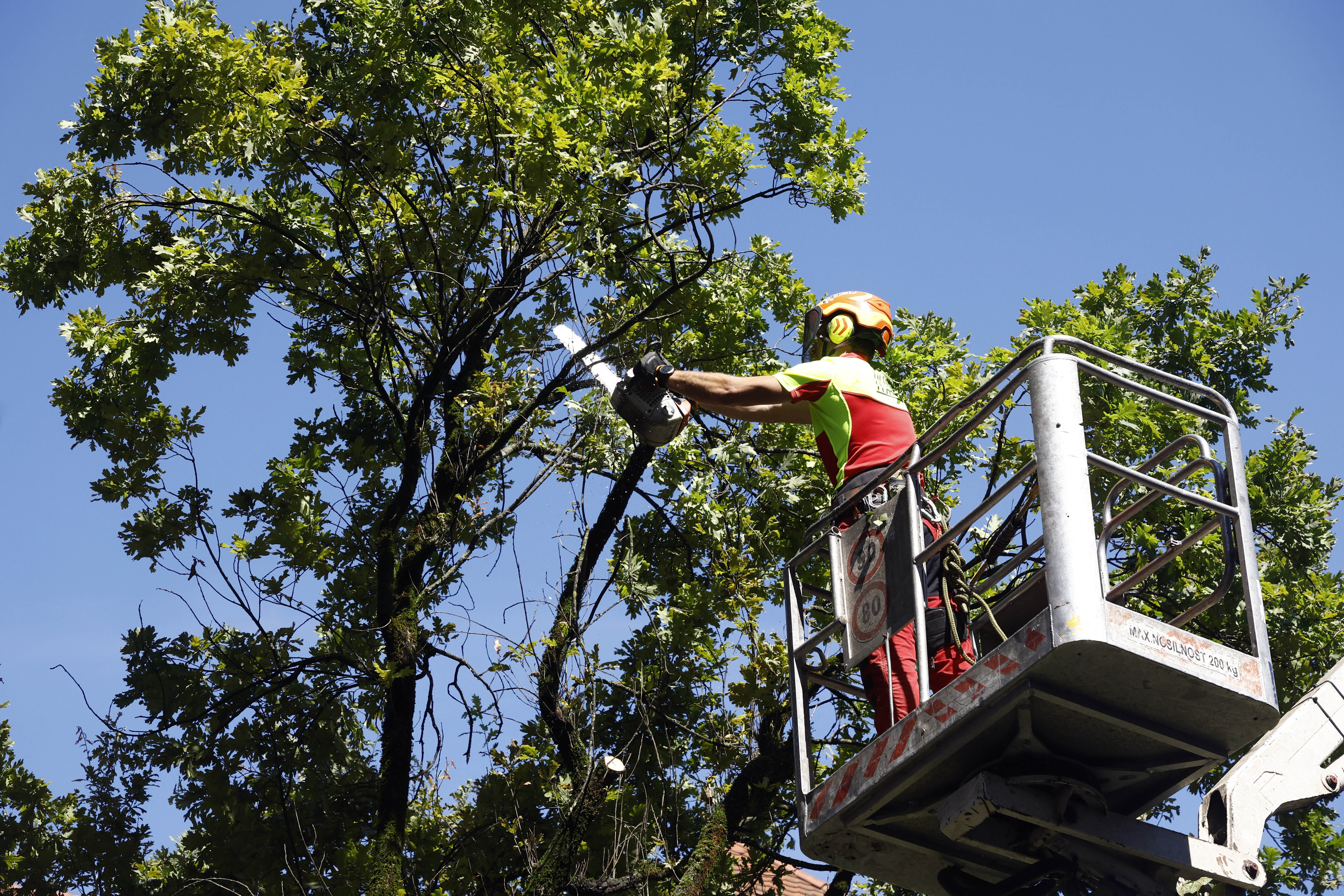 Borut Živulović/BOBO
