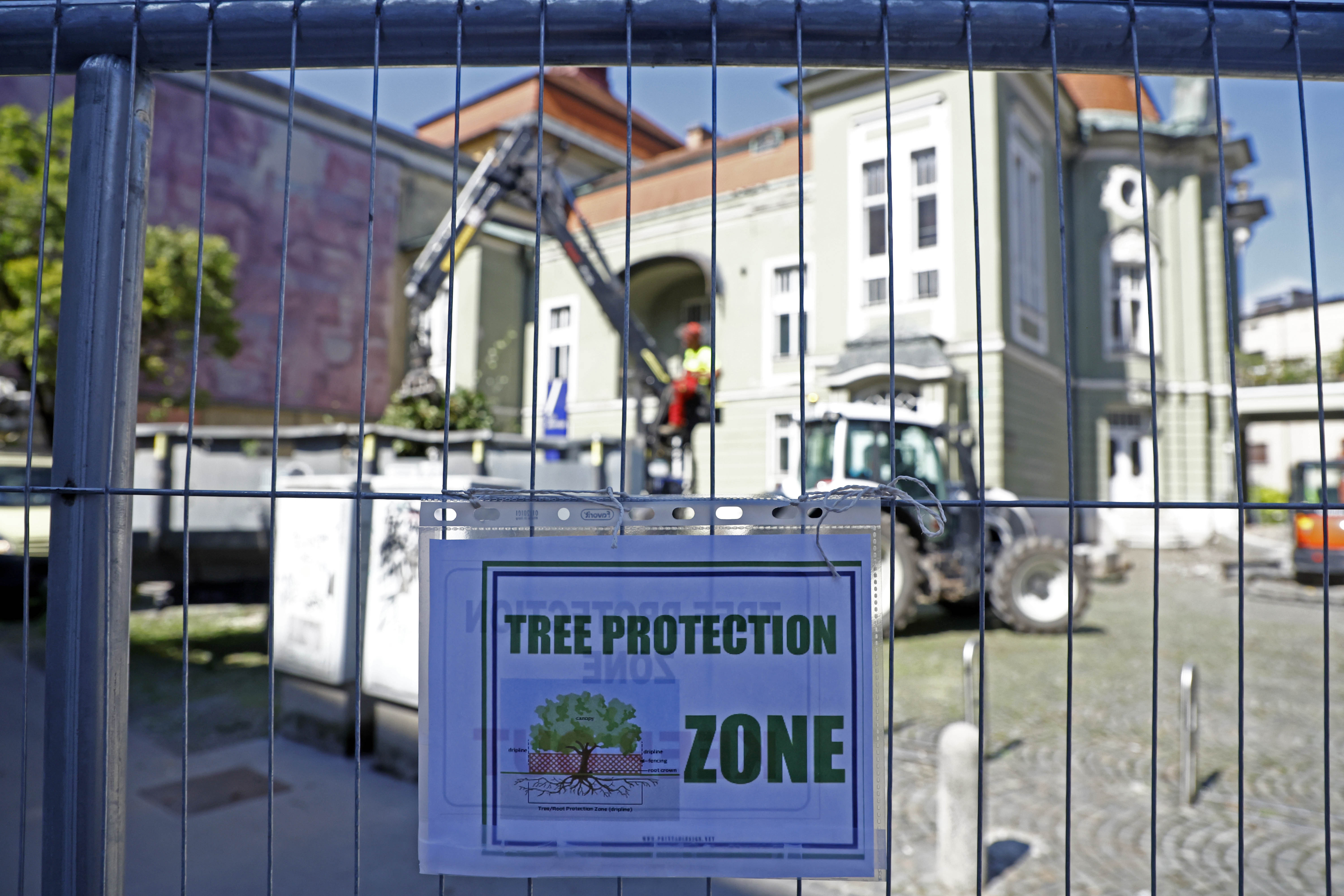 Kostanj, drama, drevo, žaganje, delavec, delo na višini, žaganje dreves, podiranje, podiranje dreves