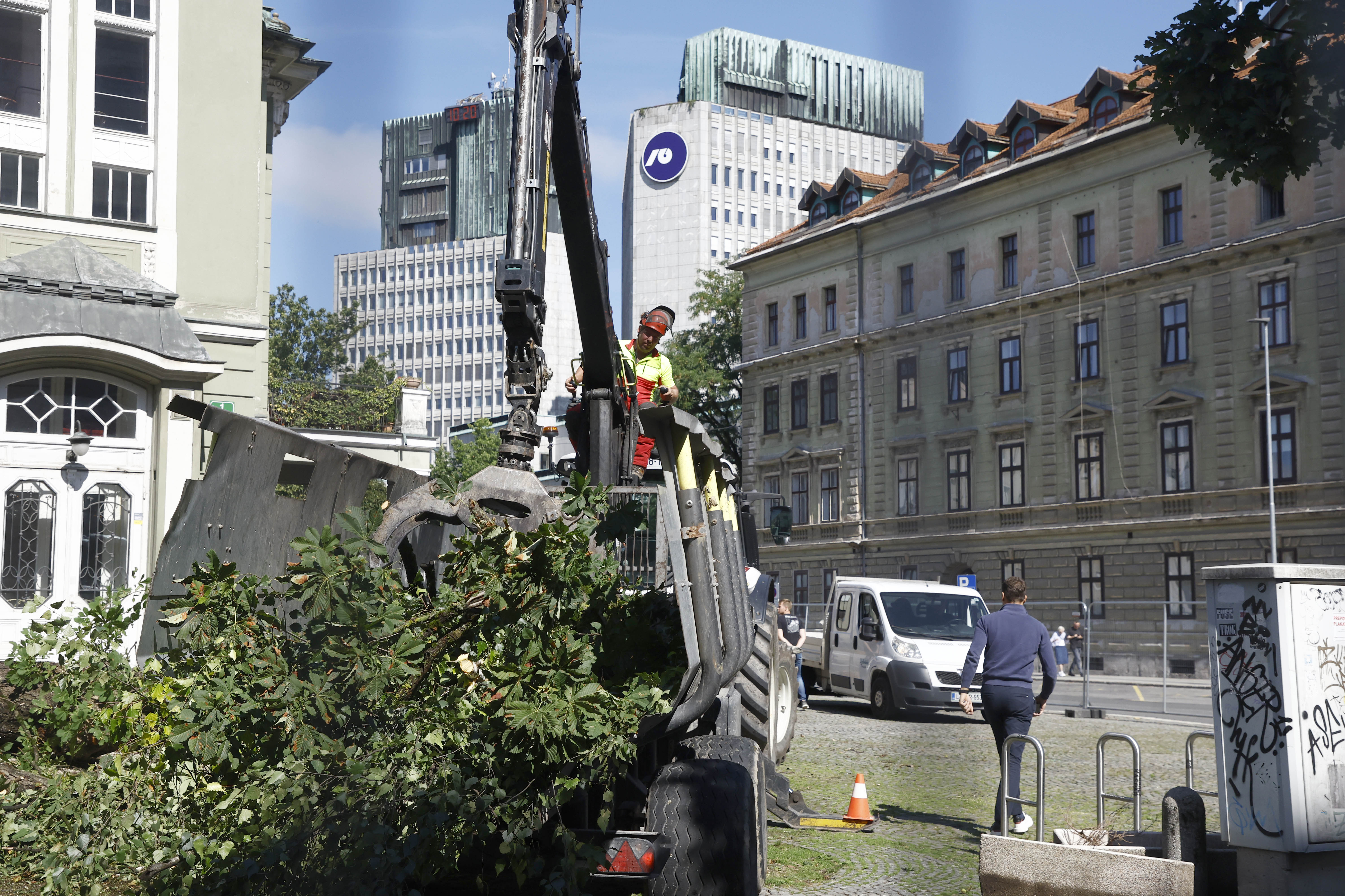 Kostanj, drama, drevo, žaganje, delavec, delo na višini, žaganje dreves, podiranje, podiranje dreves