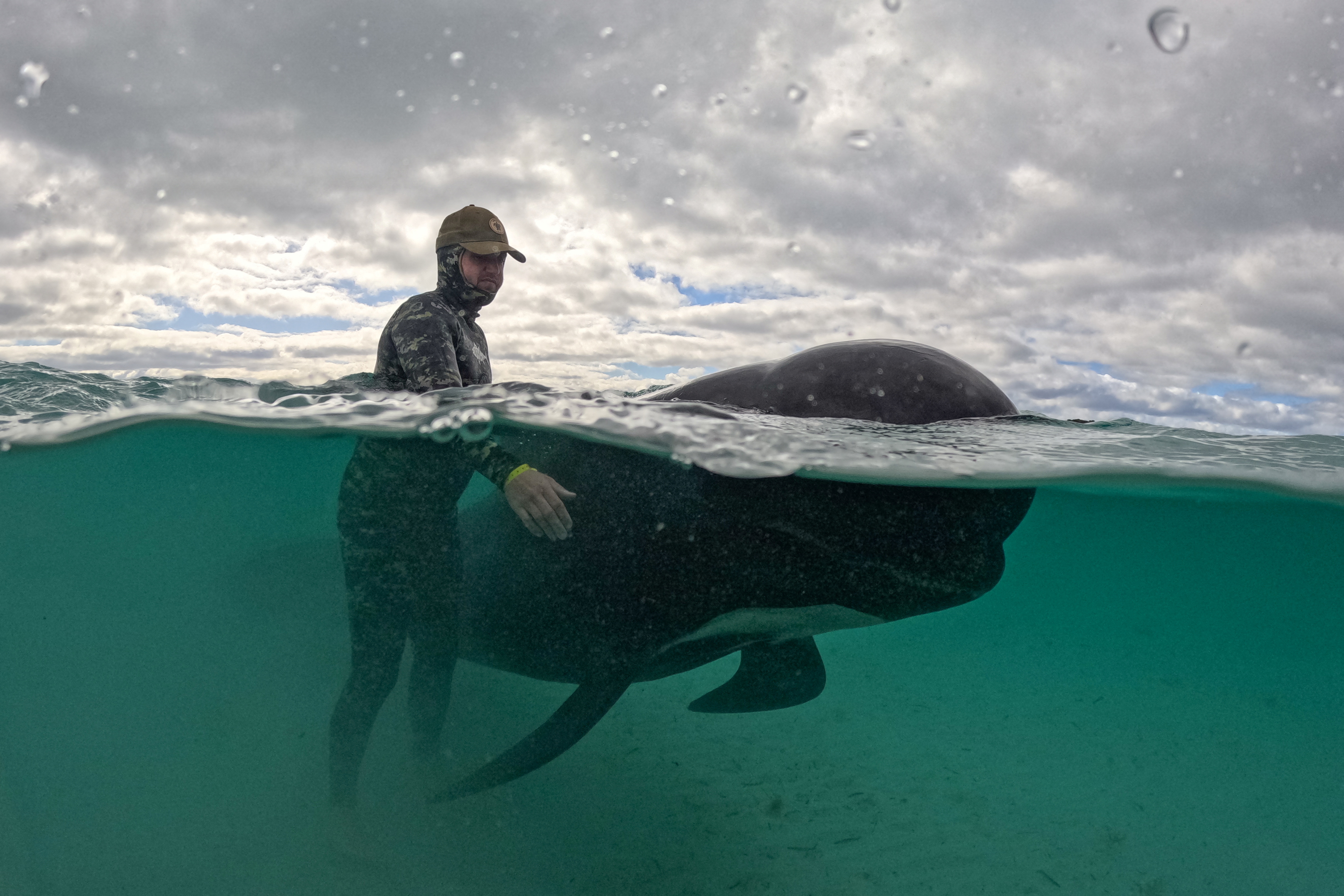 Nasedli kiti na plaži v Zahodni Avstraliji. (Foto: AAP Image/WA Department of Biodiversity/REUTERS)