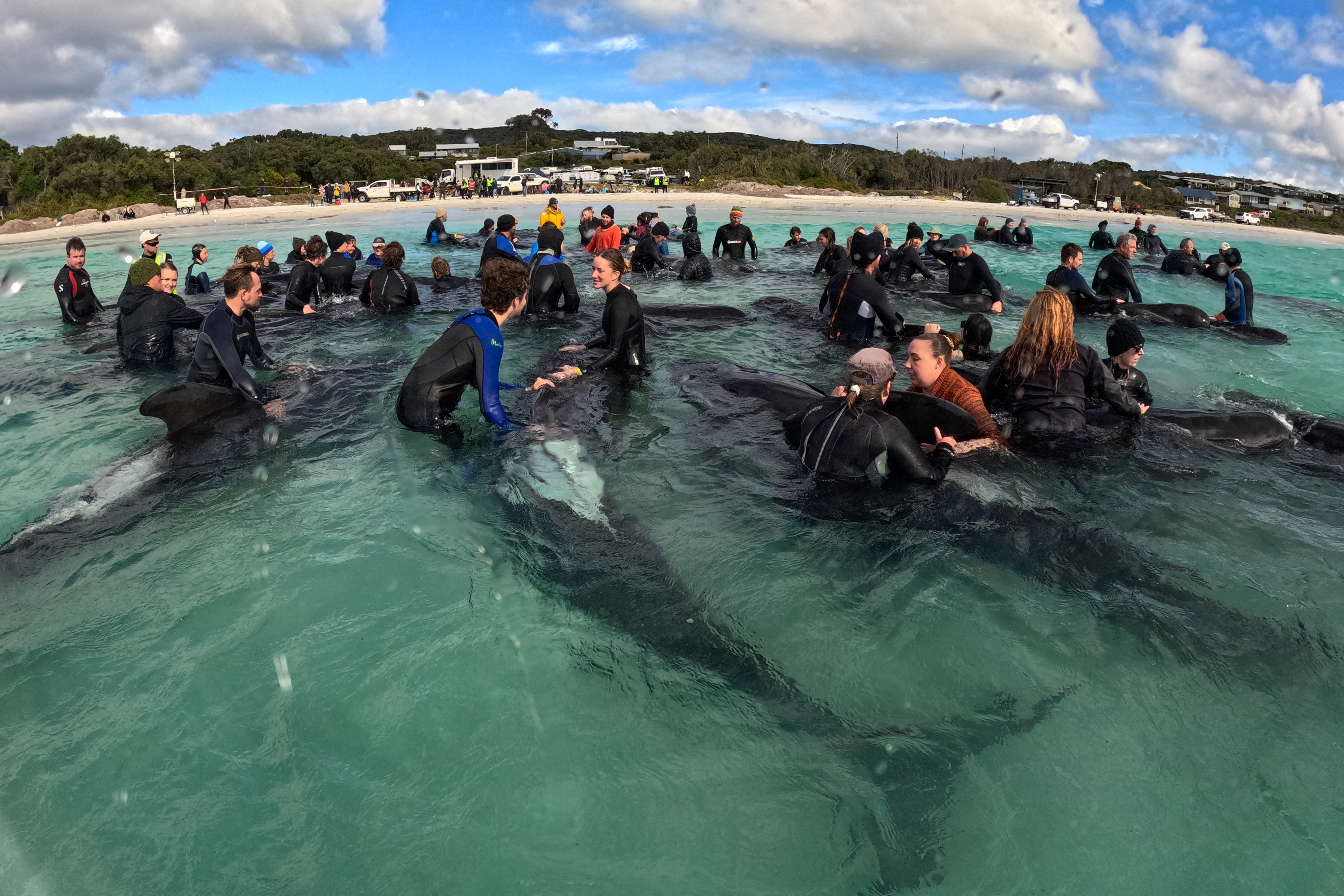 Nasedli kiti na plaži v Zahodni Avstraliji. (Foto: AAP Image/WA Department of Biodiversity/REUTERS)