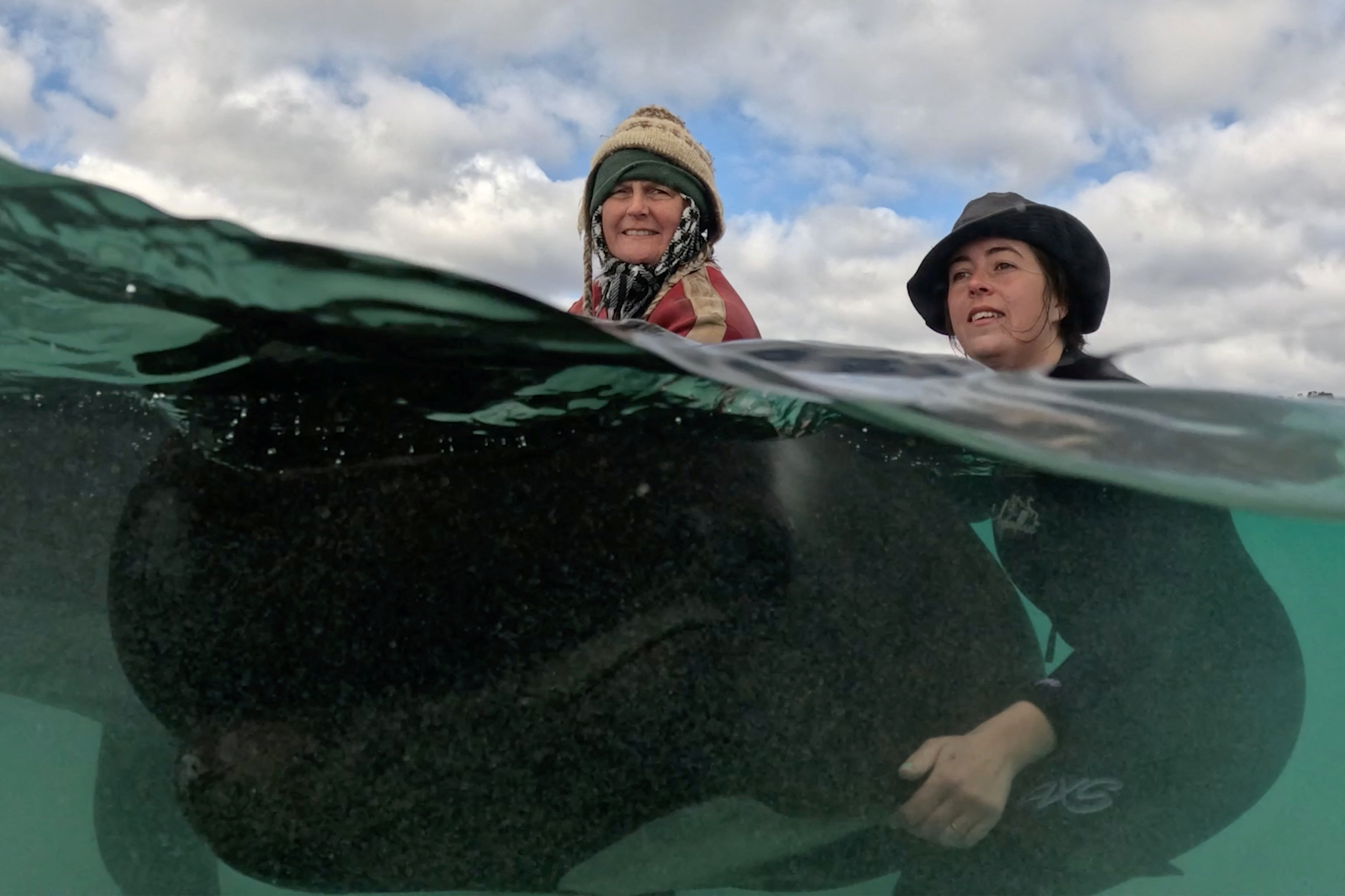 Nasedli kiti na plaži v Zahodni Avstraliji.