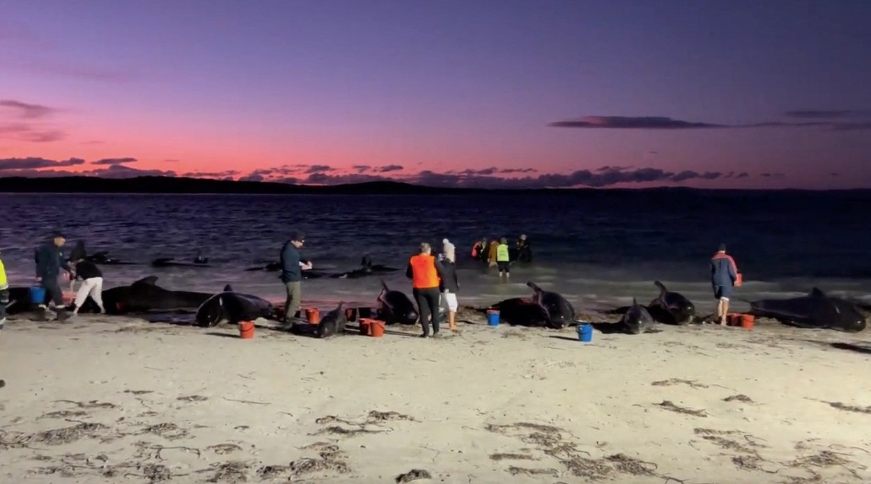 Nasedli kiti na plaži v Zahodni Avstraliji.