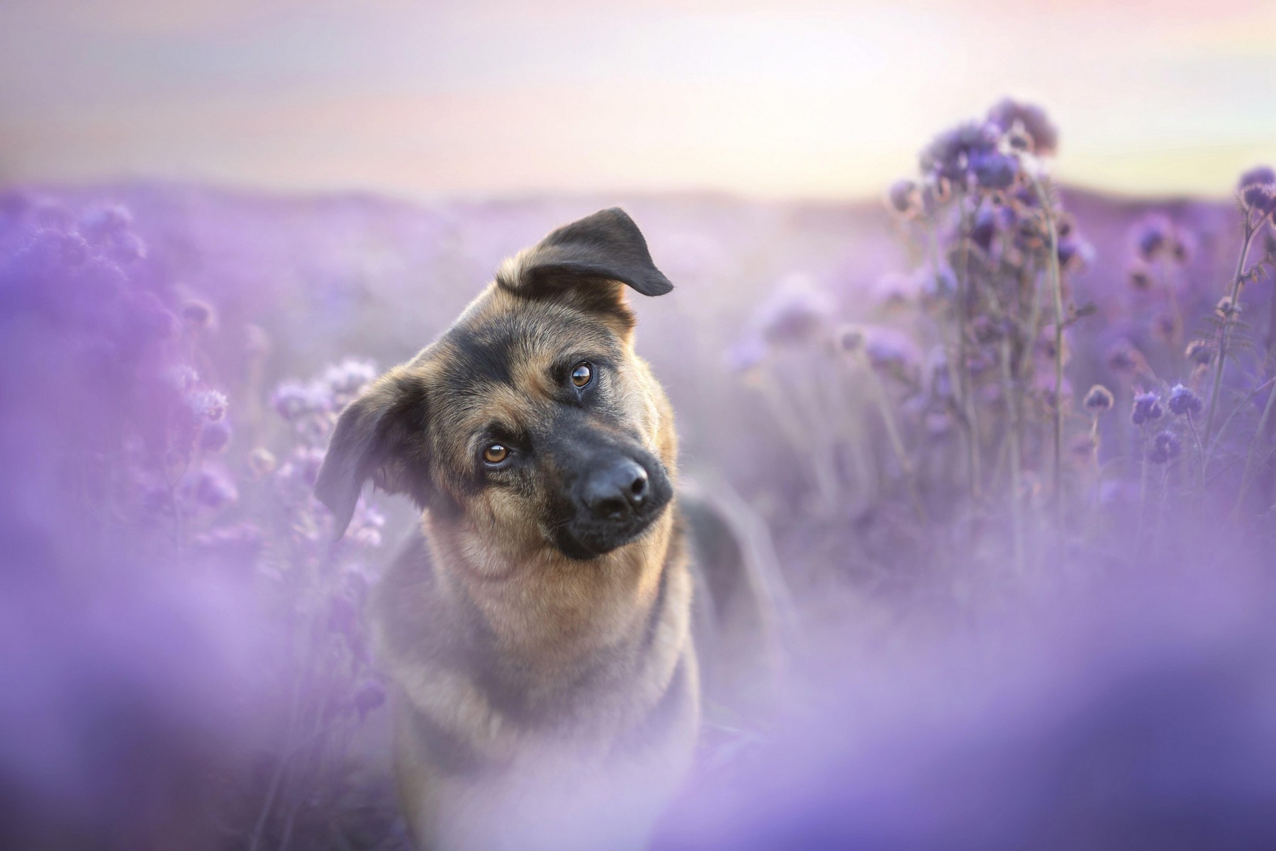 pes, kuža, radovednost, nagnjena glava, sivka