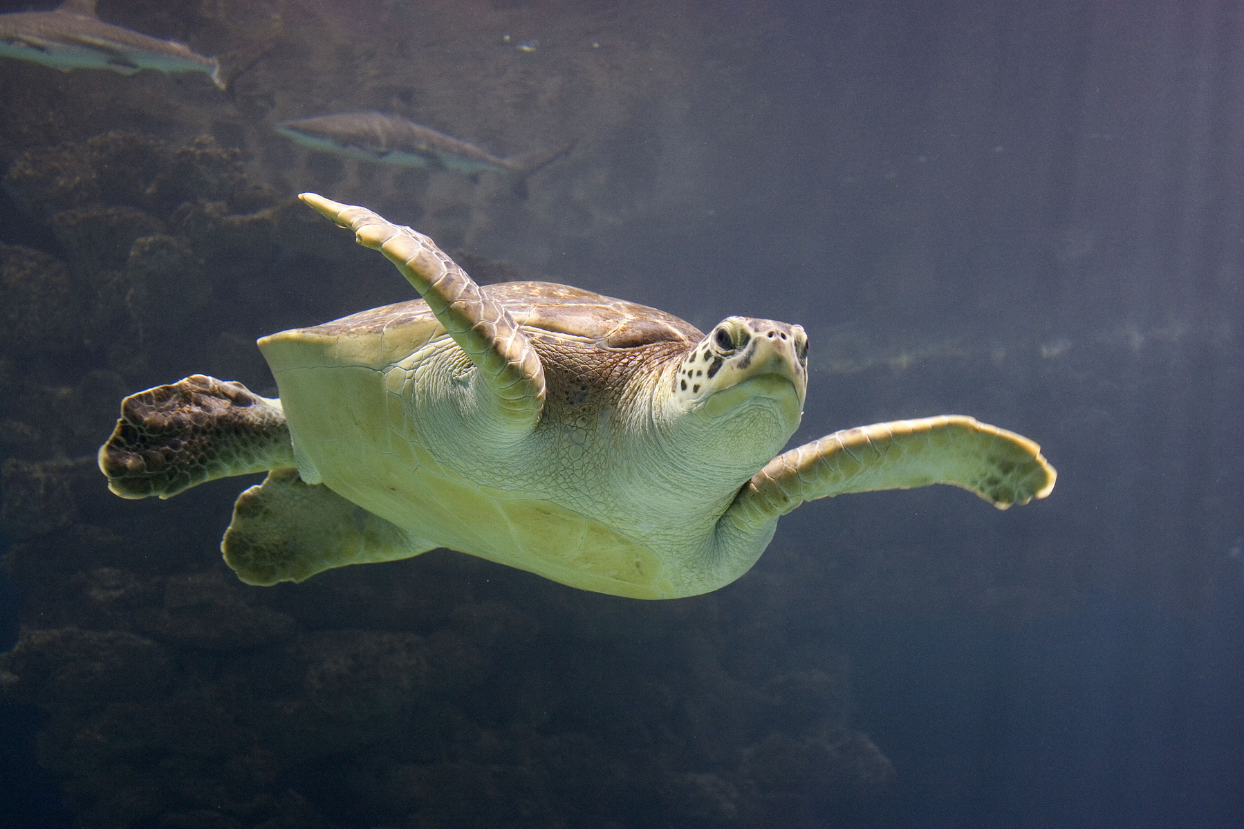 morska želva, kareta, caretta caretta