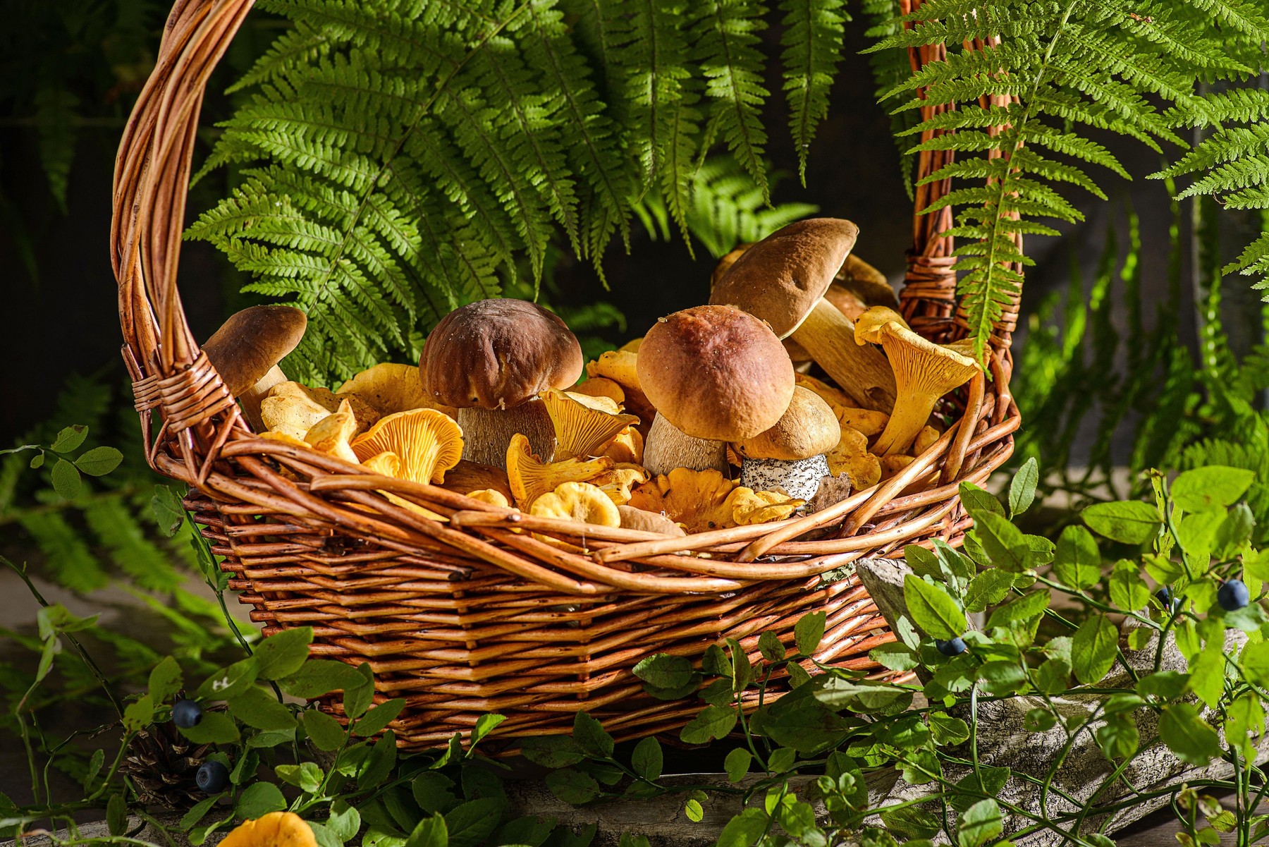 jurčki, gobani, lisičke, gobe, gozd, košara, gobarjenje, gozdni plodovi