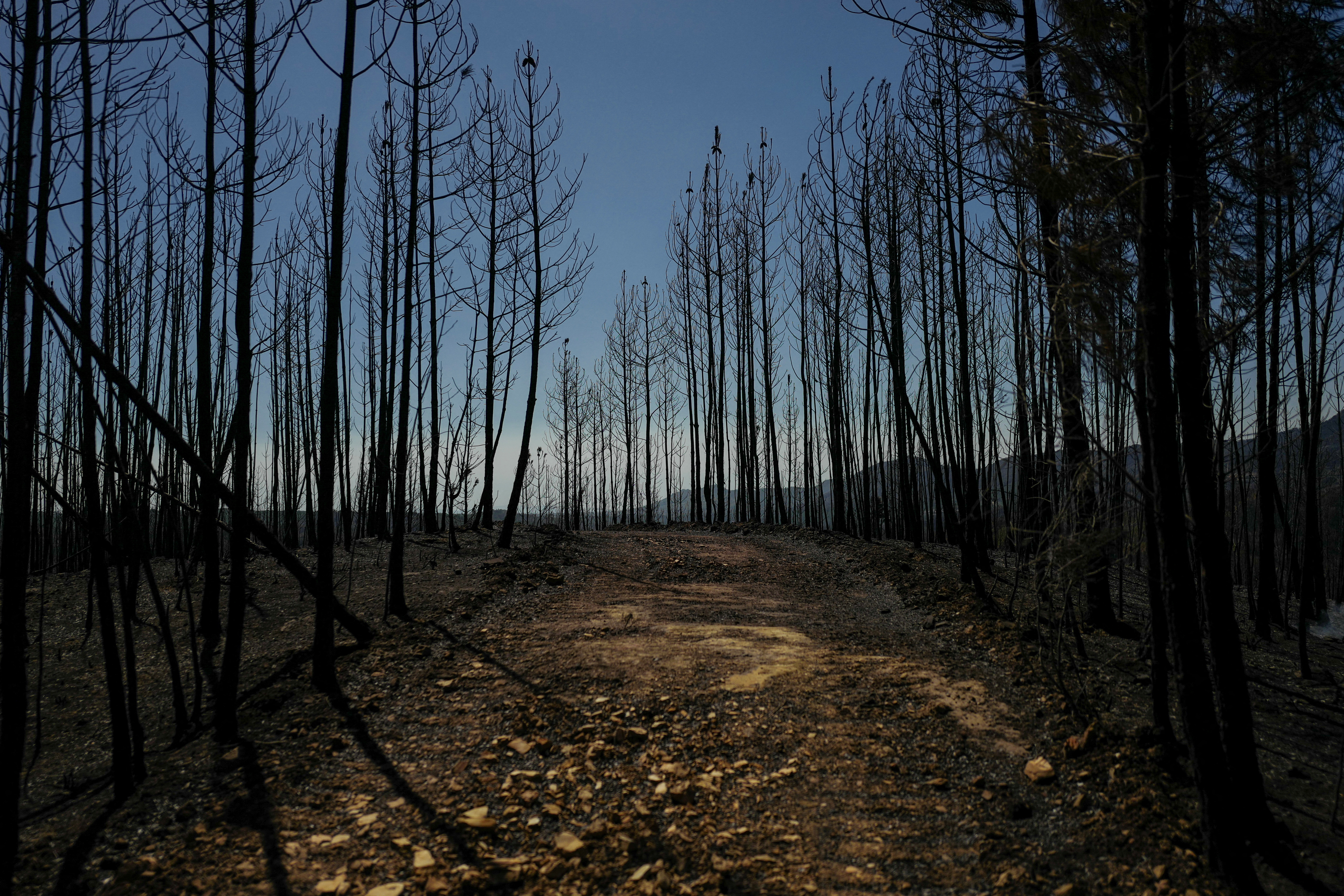 gozdni požar na Portugalskem