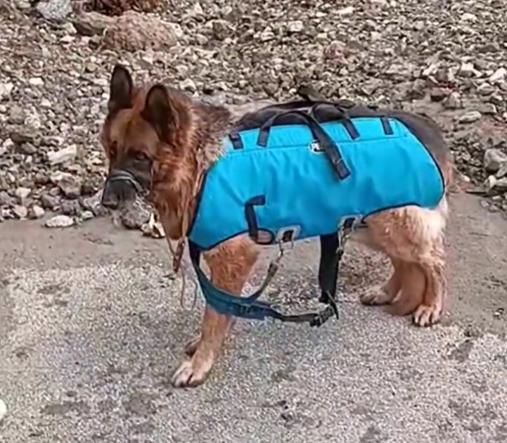 Bolt, pes, nemški ovčar, rešen, Luče,  poplave 2023