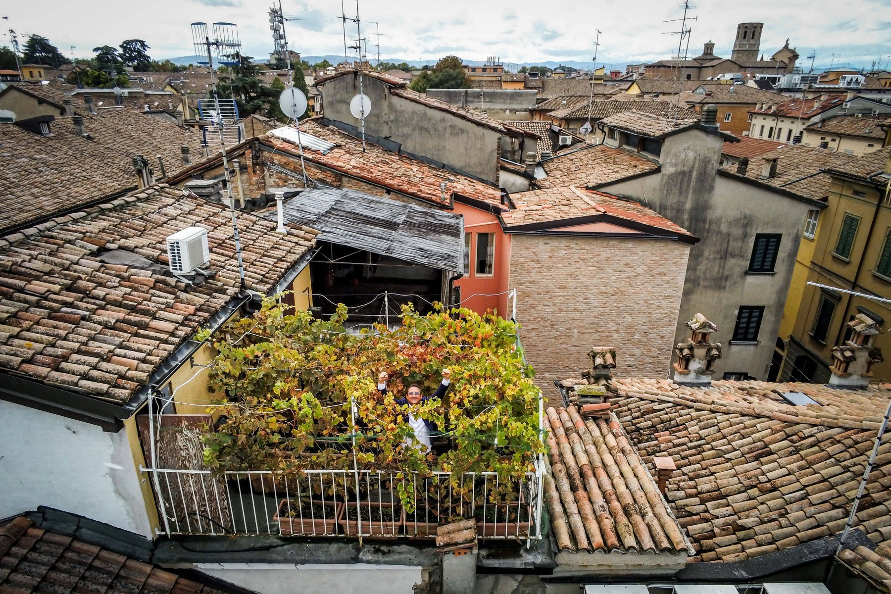 Tulli Mansoni, vinograd, vino