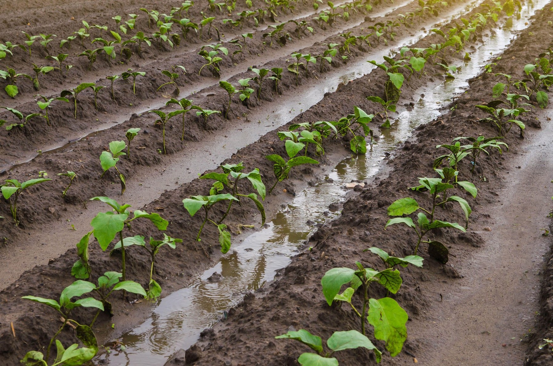 nasad, jajčevci, poplava