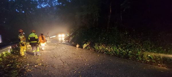 podrto drevo Most na Soči