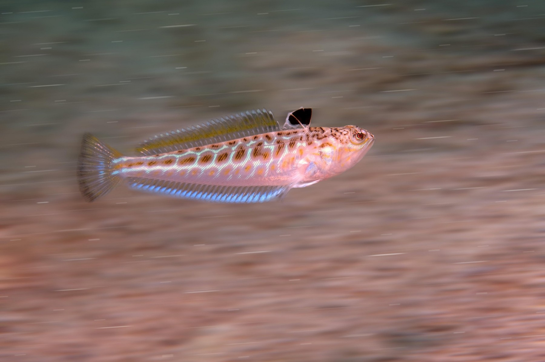 Greater weever (Trachinus draco) swims over a sandy bottom, Black Sea, Crimea