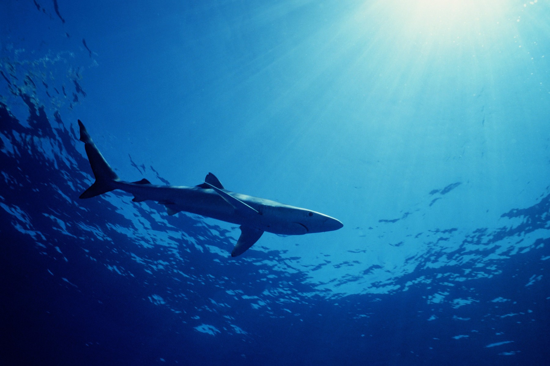 Blue shark Prionace glauca