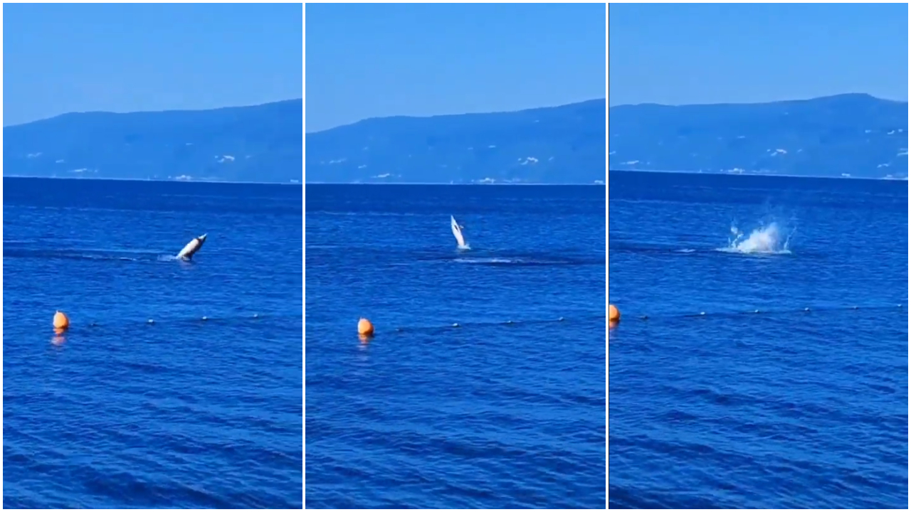 delfini, Reka, Kantrida