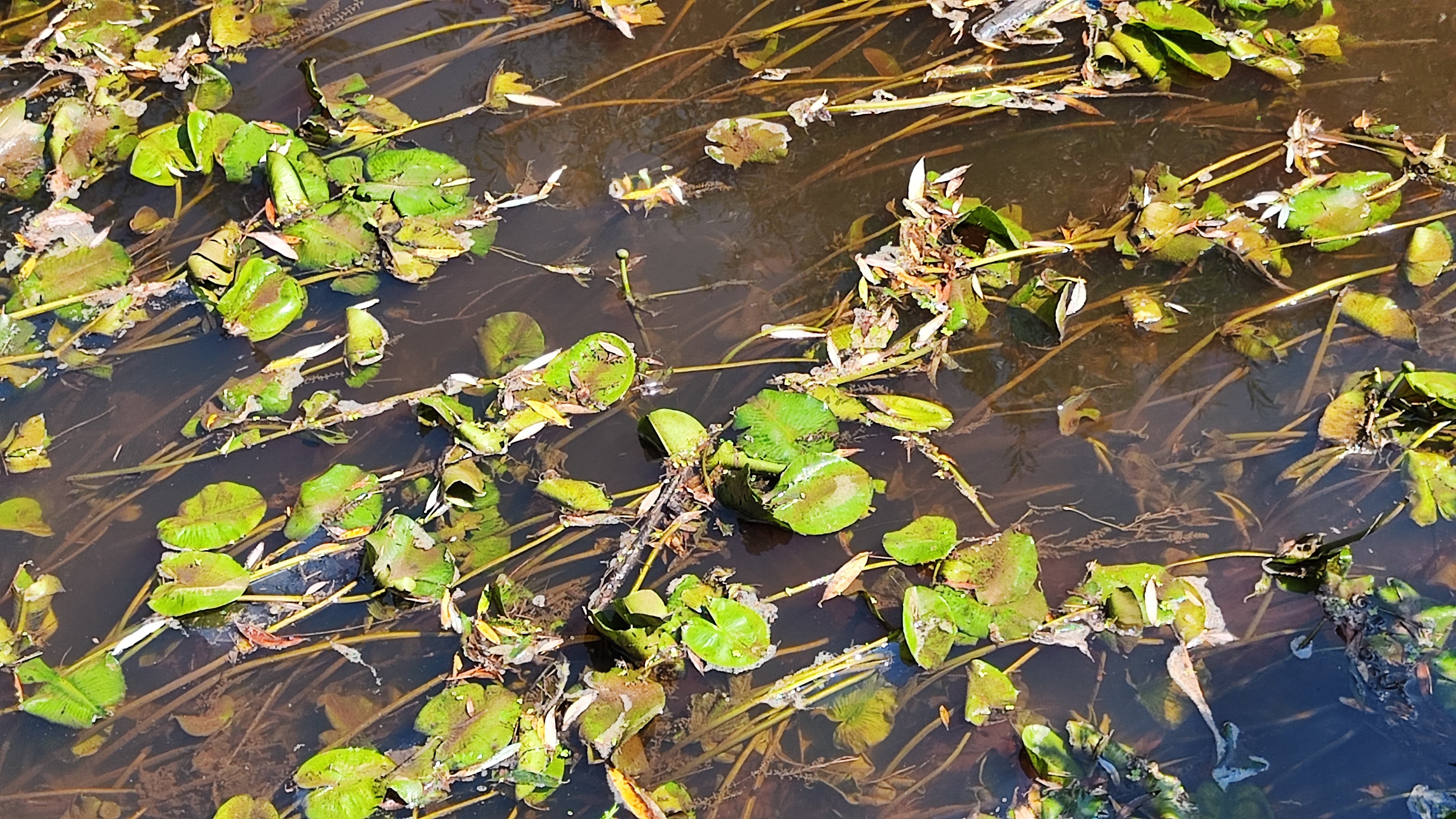 onesnaženo Ljubljansko barje