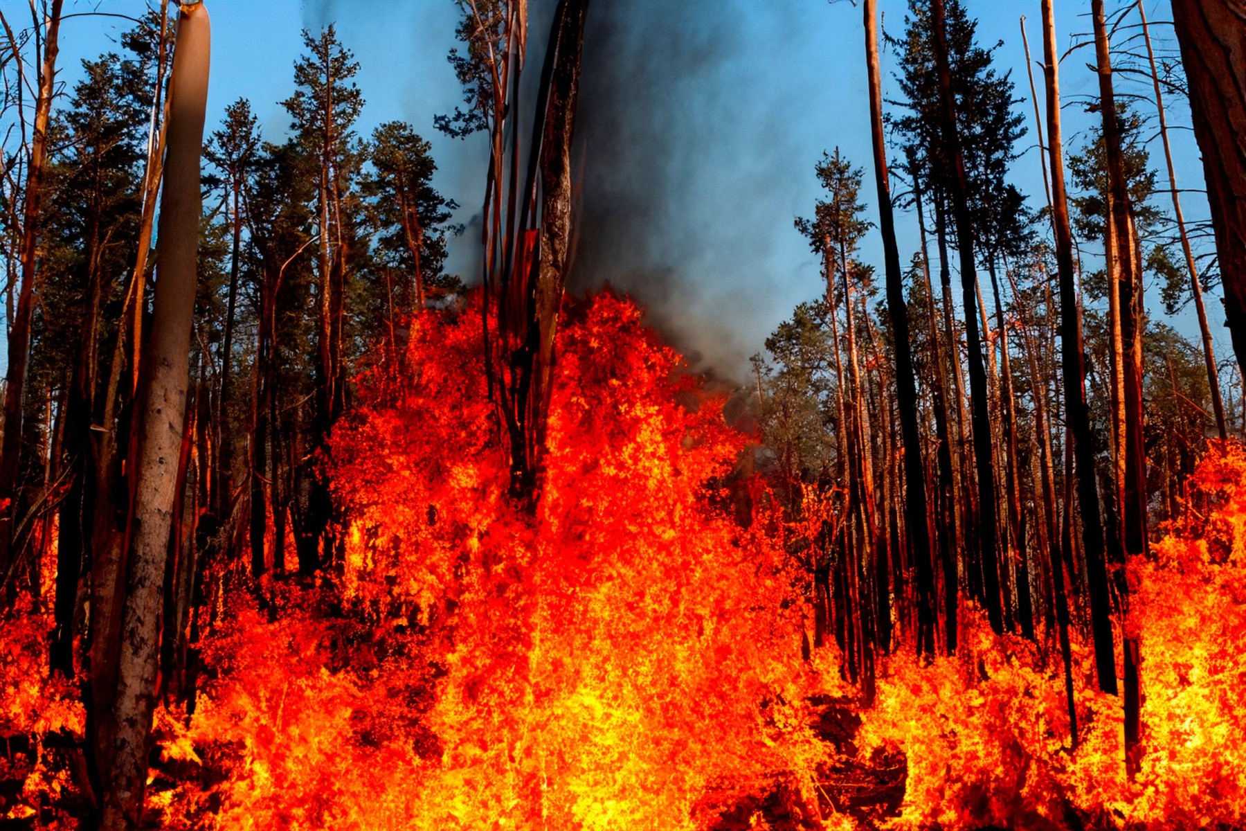 gozdni požar v Kanadi