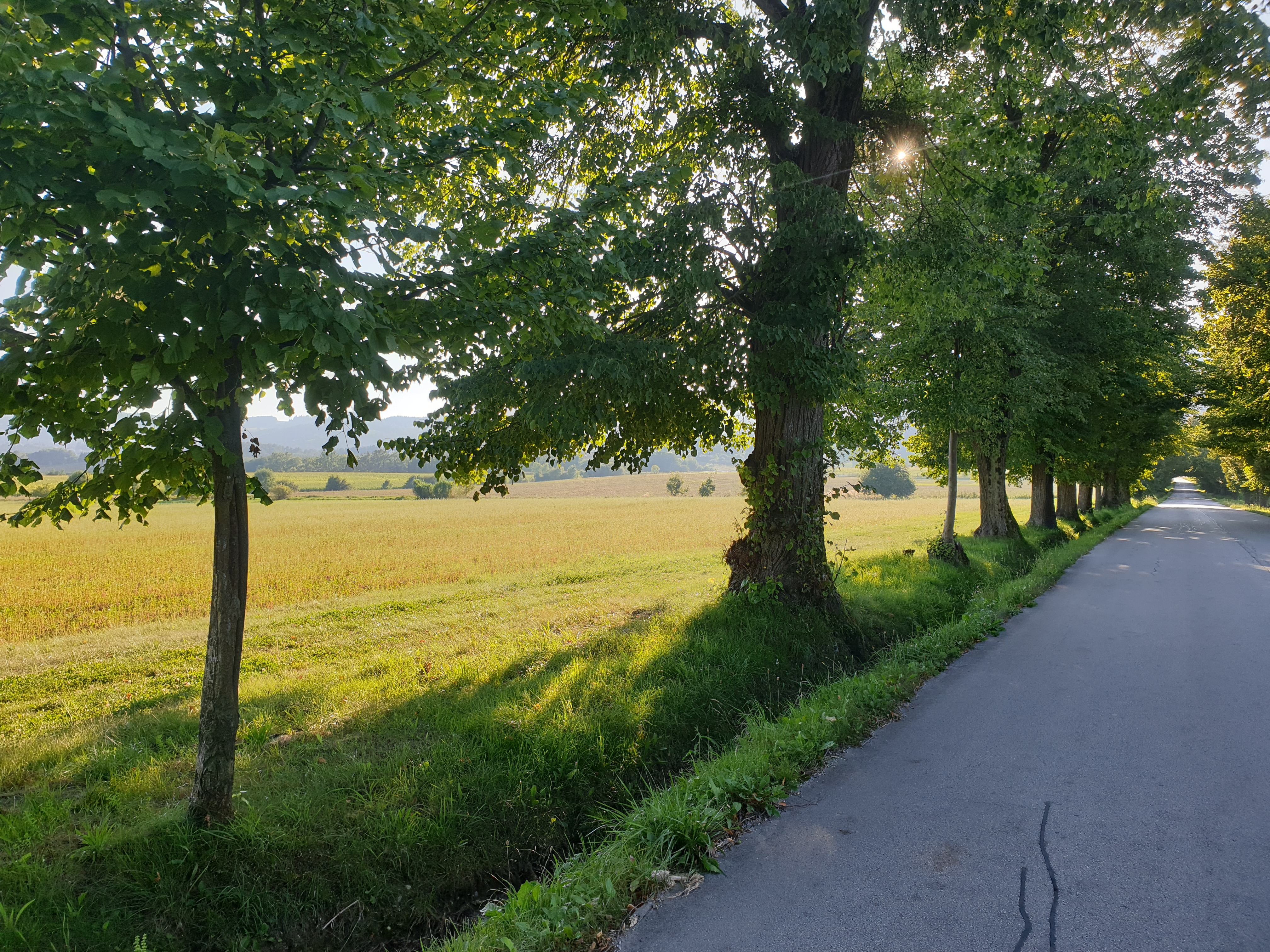 lipov drevored, pivola, hoče slivnic