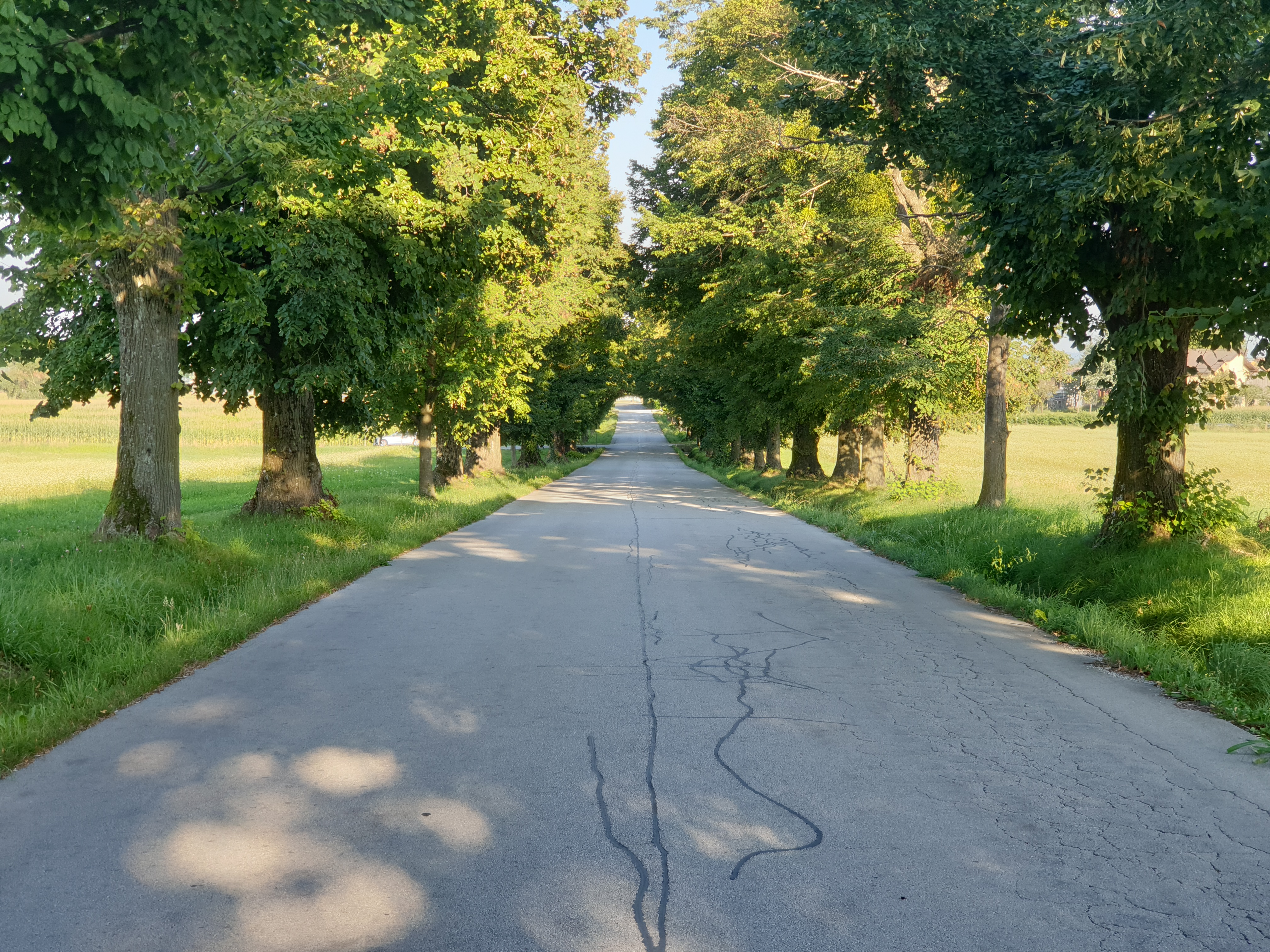 lipov drevored, pivola, hoče slivnic