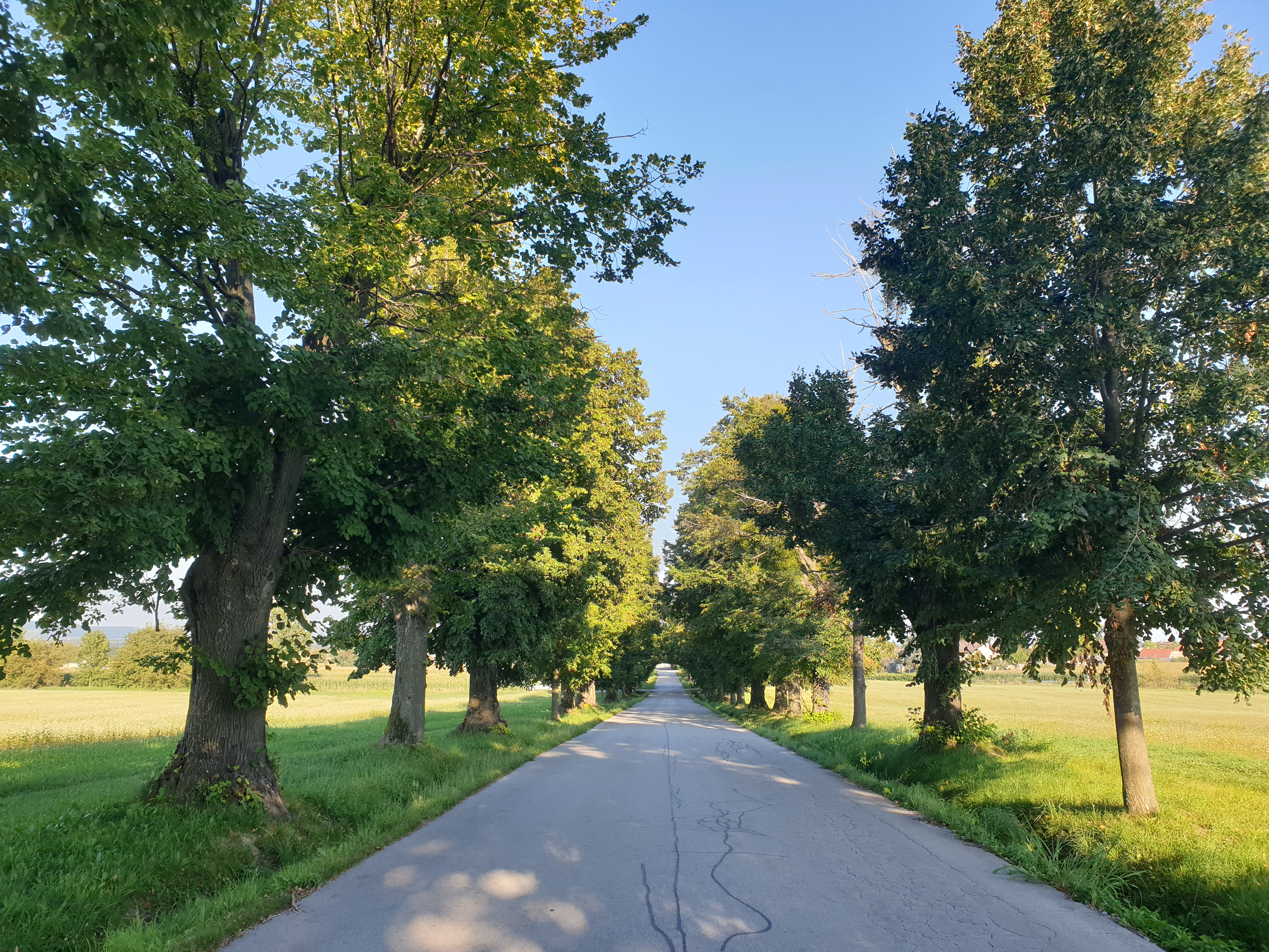 lipov drevored, pivola, hoče slivnic