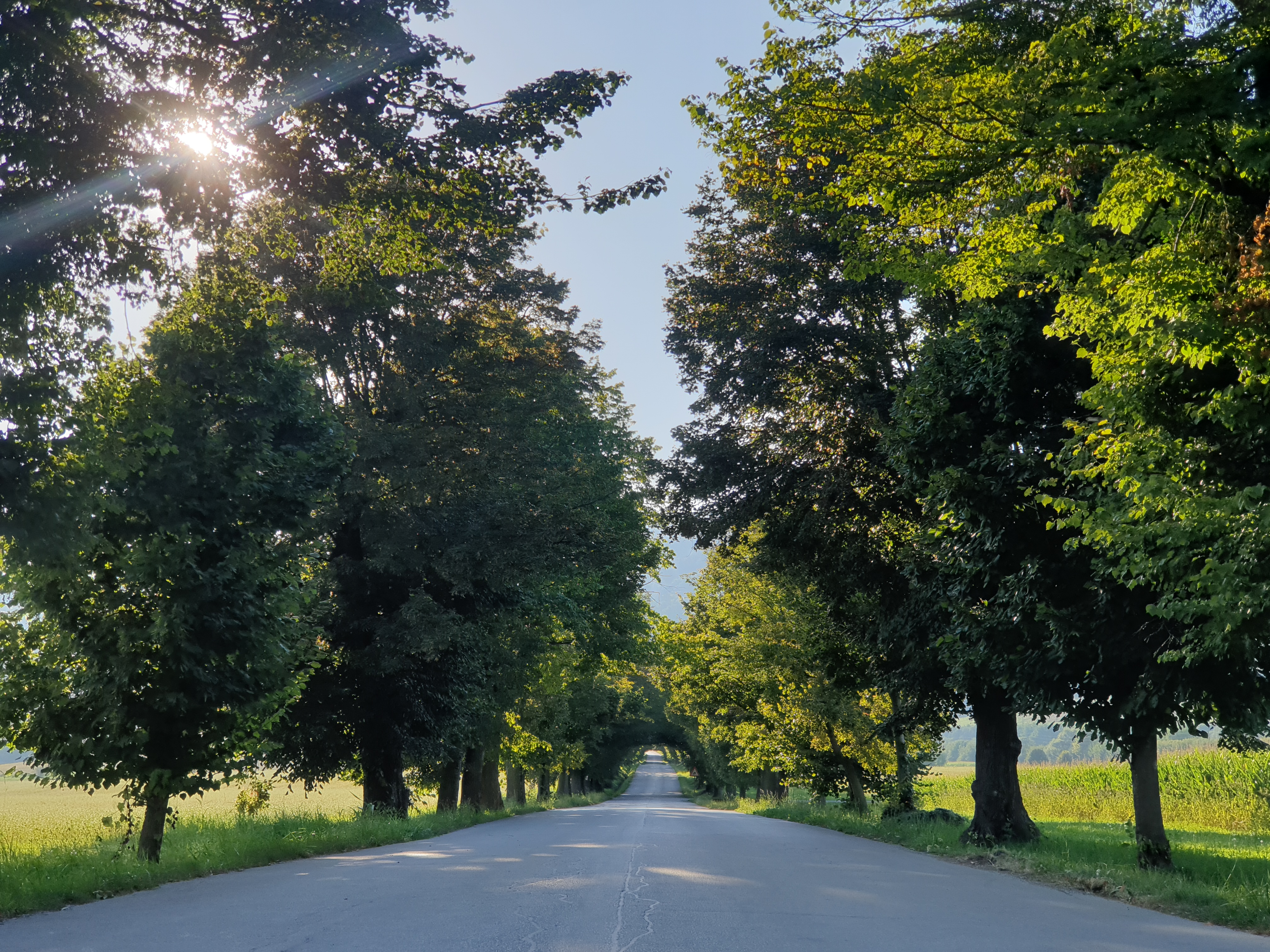 lipov drevored, pivola