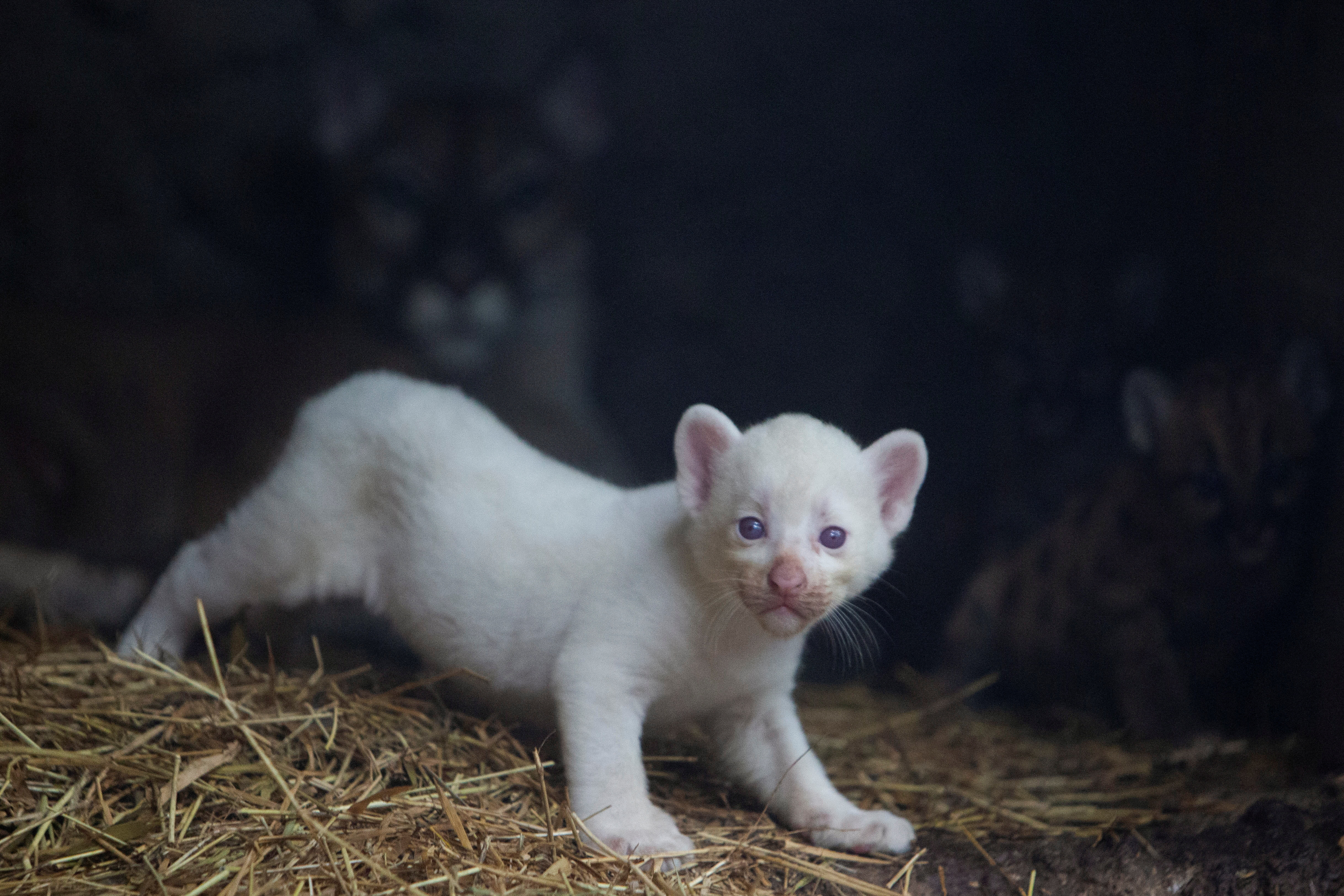 Puma, albino puma, Nikaragva