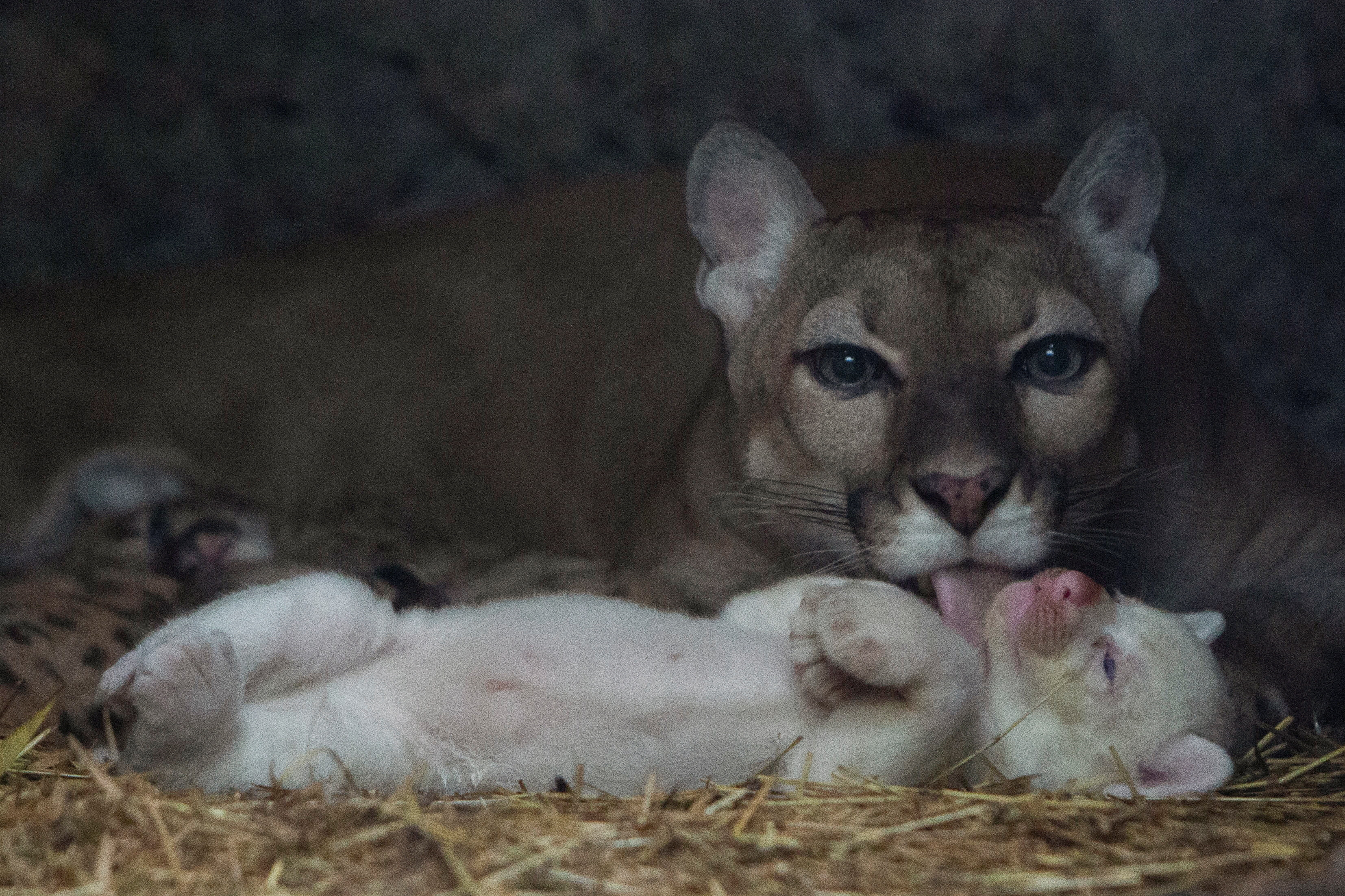 Puma, albino puma, Nikaragva