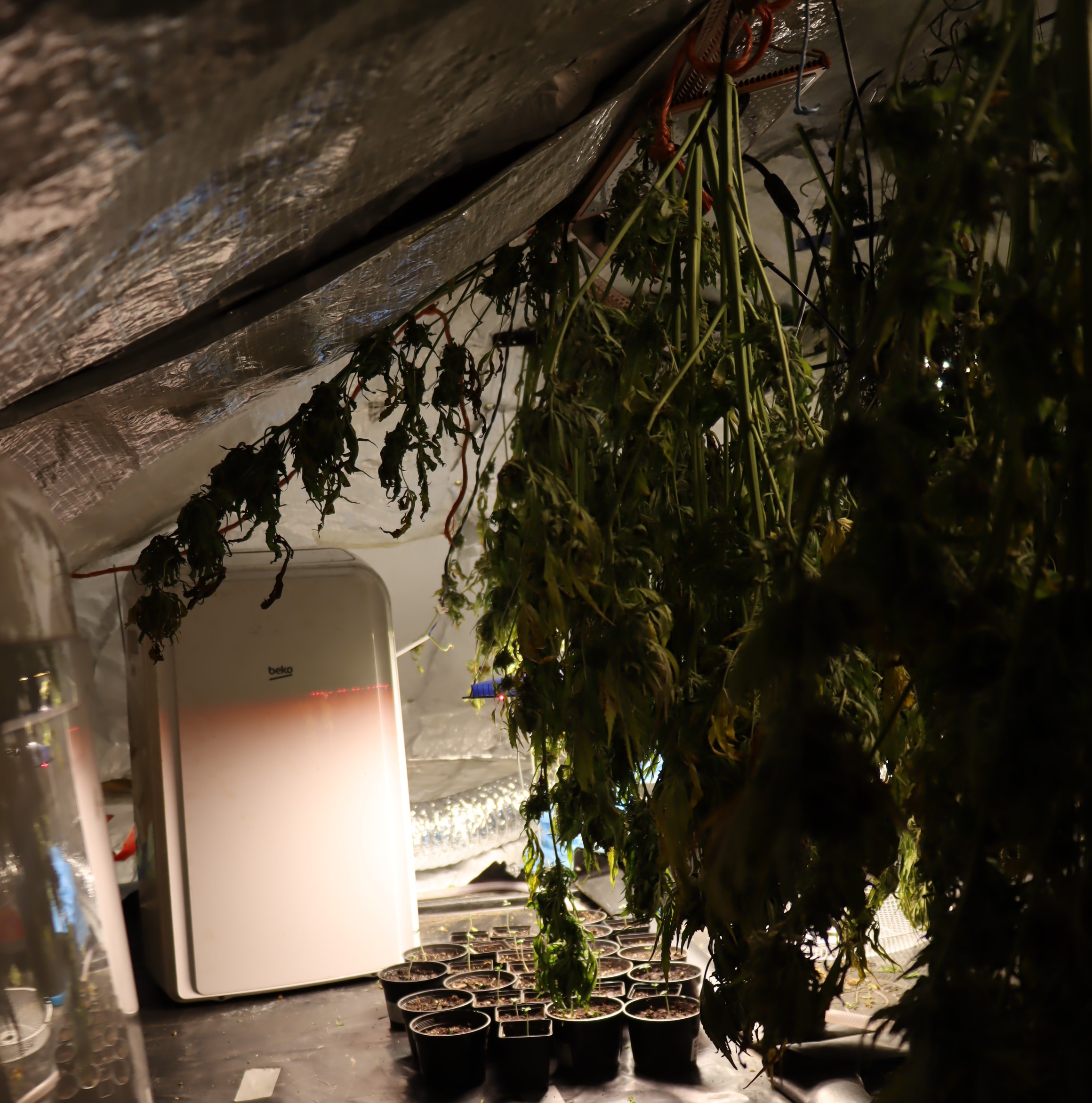 prostori za gojejnje in sušenje konolje v Pivki