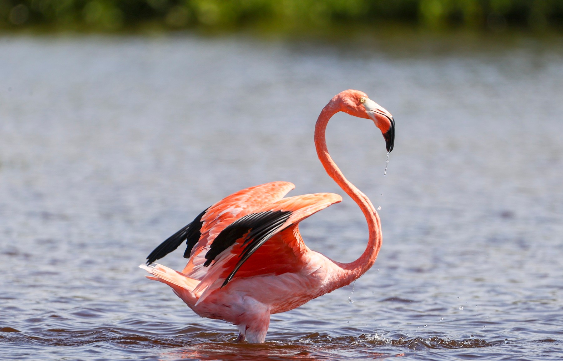 flamingo