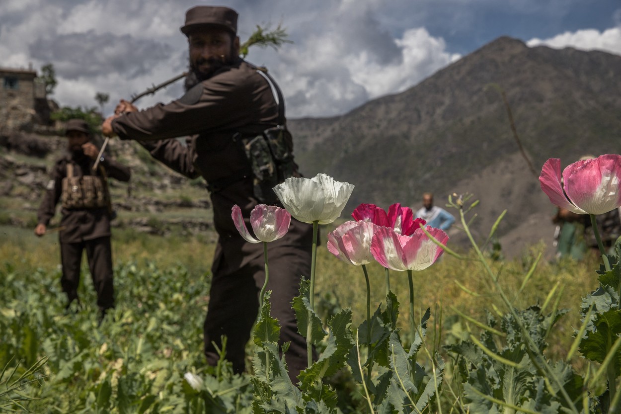 Campaign To Destroy Poppy Fields - Afghanistan